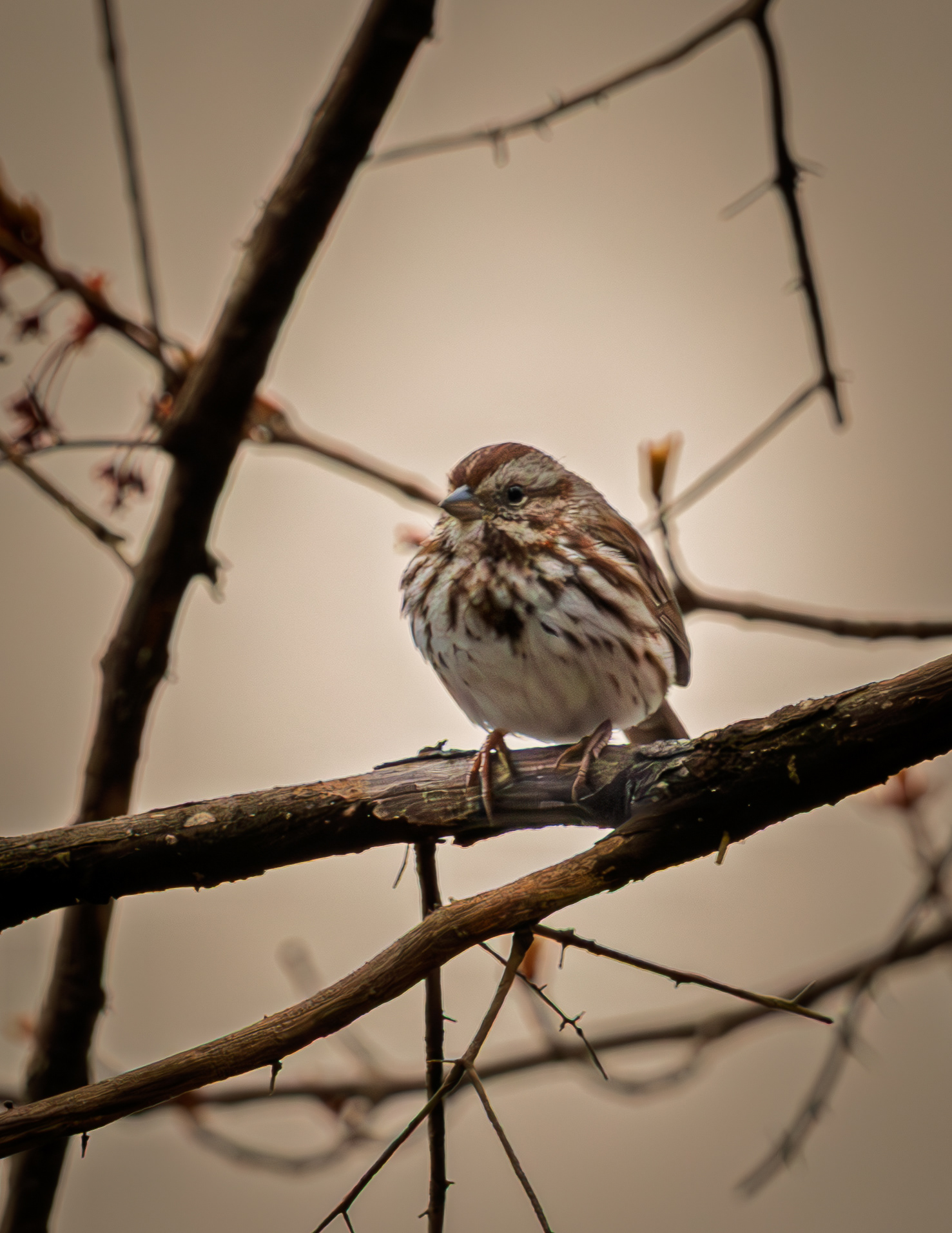 Song Sparrow
