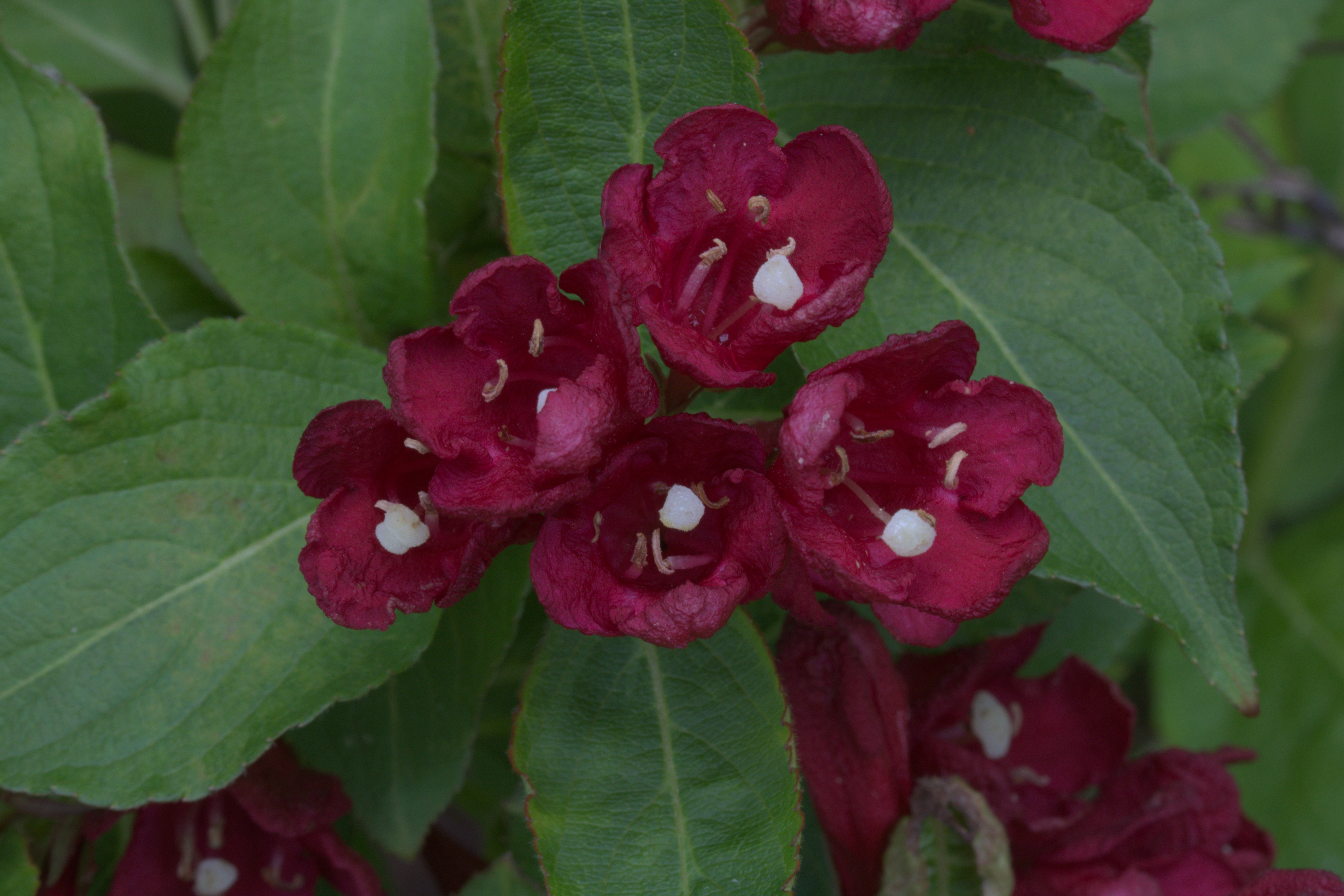 Weigela
