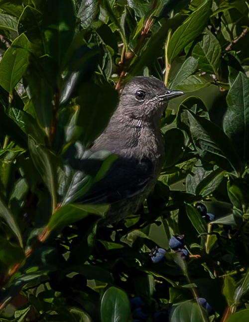 Catbird