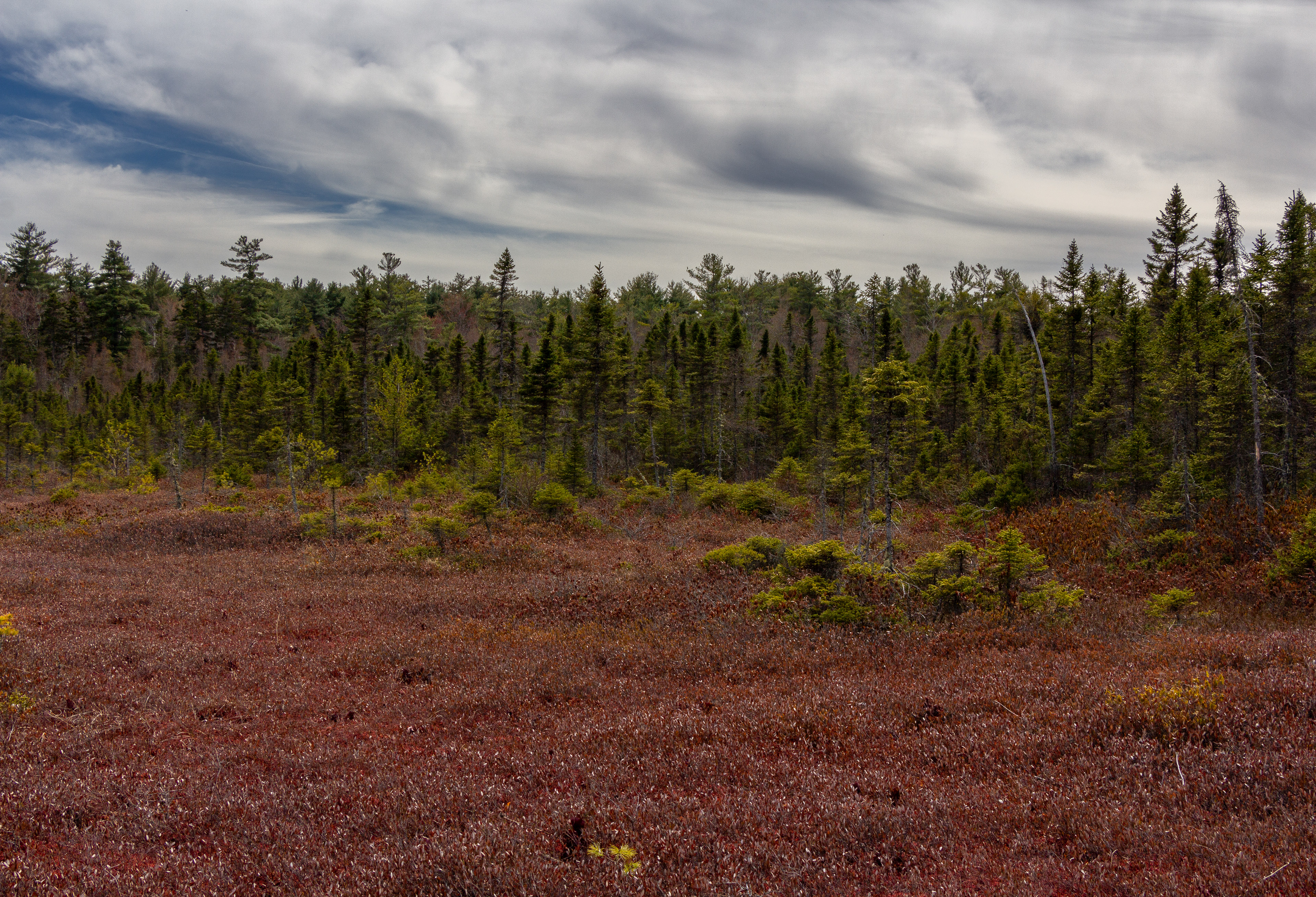 Philbrick-Cricenti Bog No5