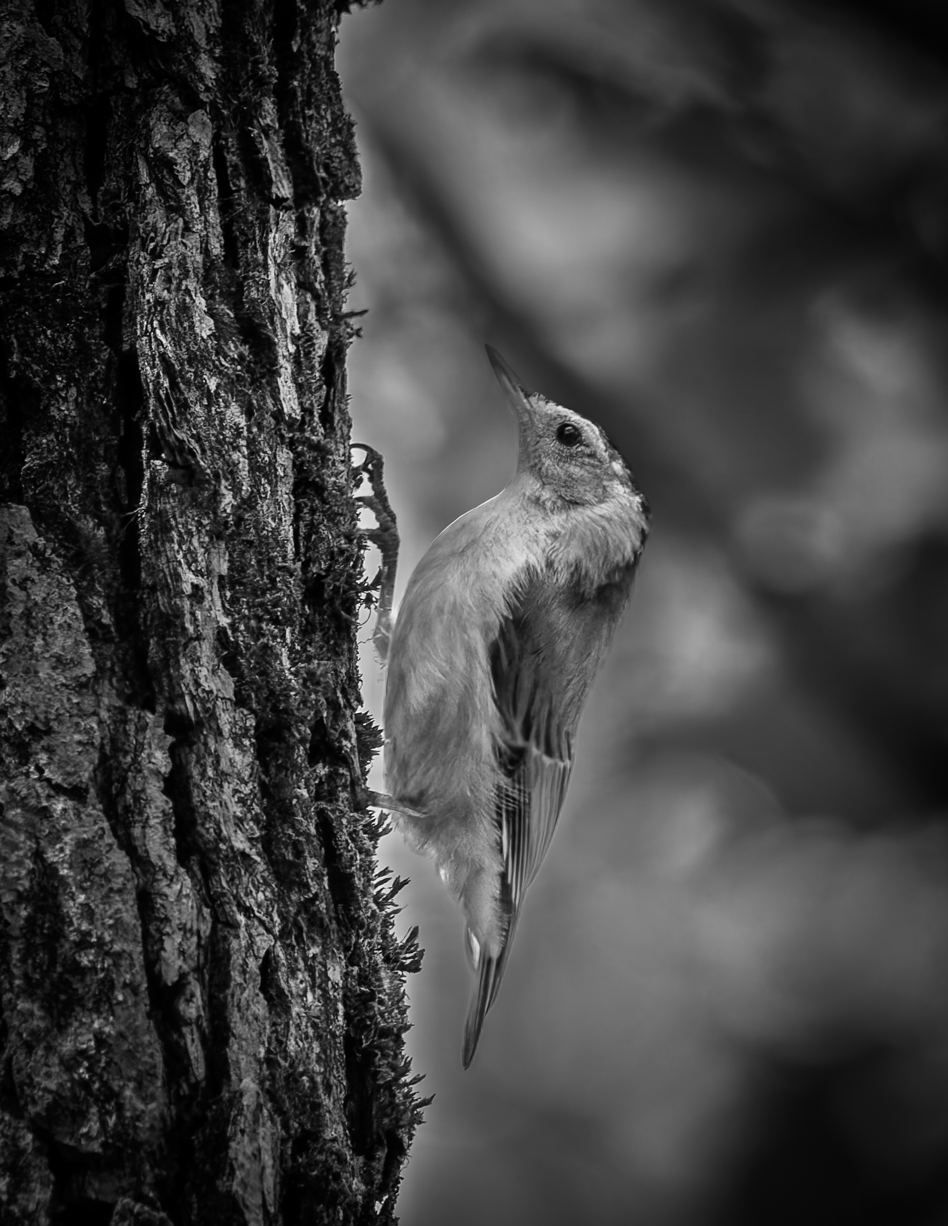 White Breasted Nuthatch No2 - June 28, 2026