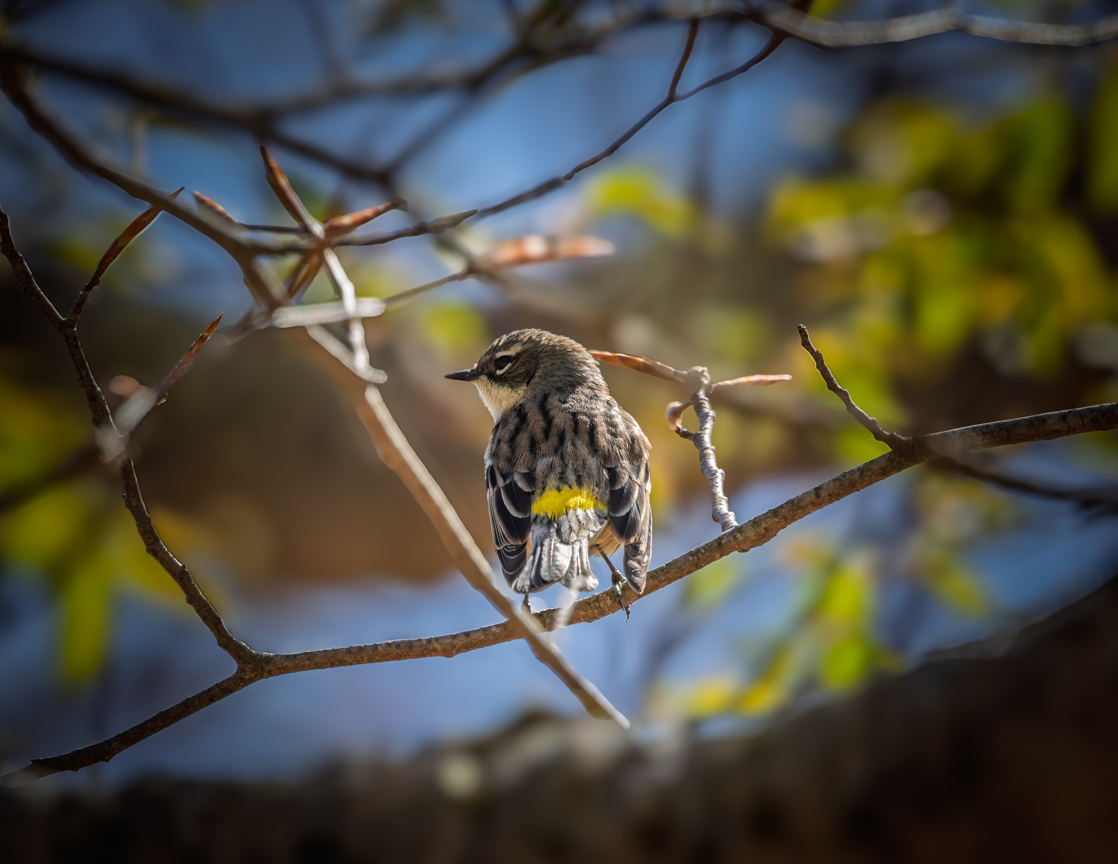 Yellow-rumped Warbler at CSV