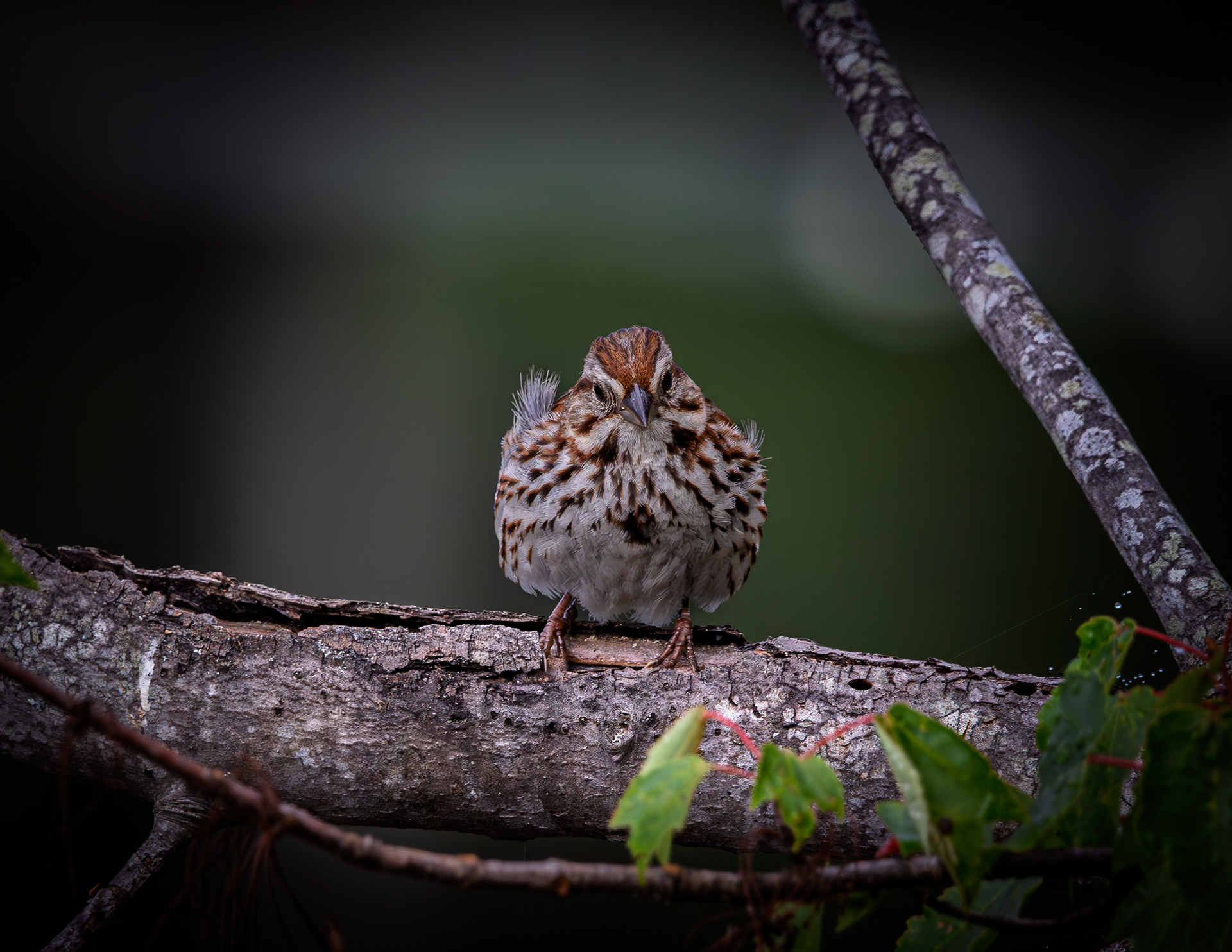 Song Sparrow No6