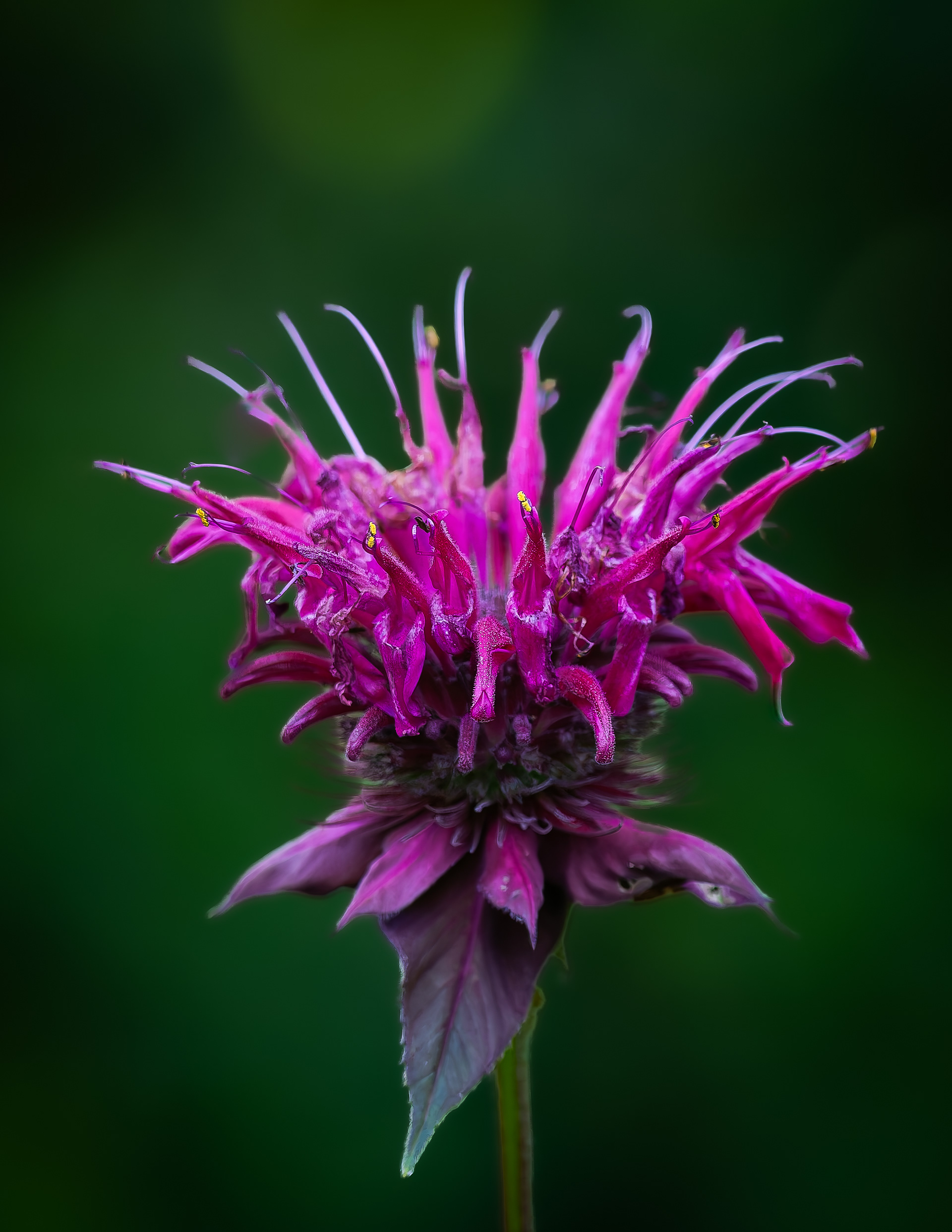 Pink Bee Balm