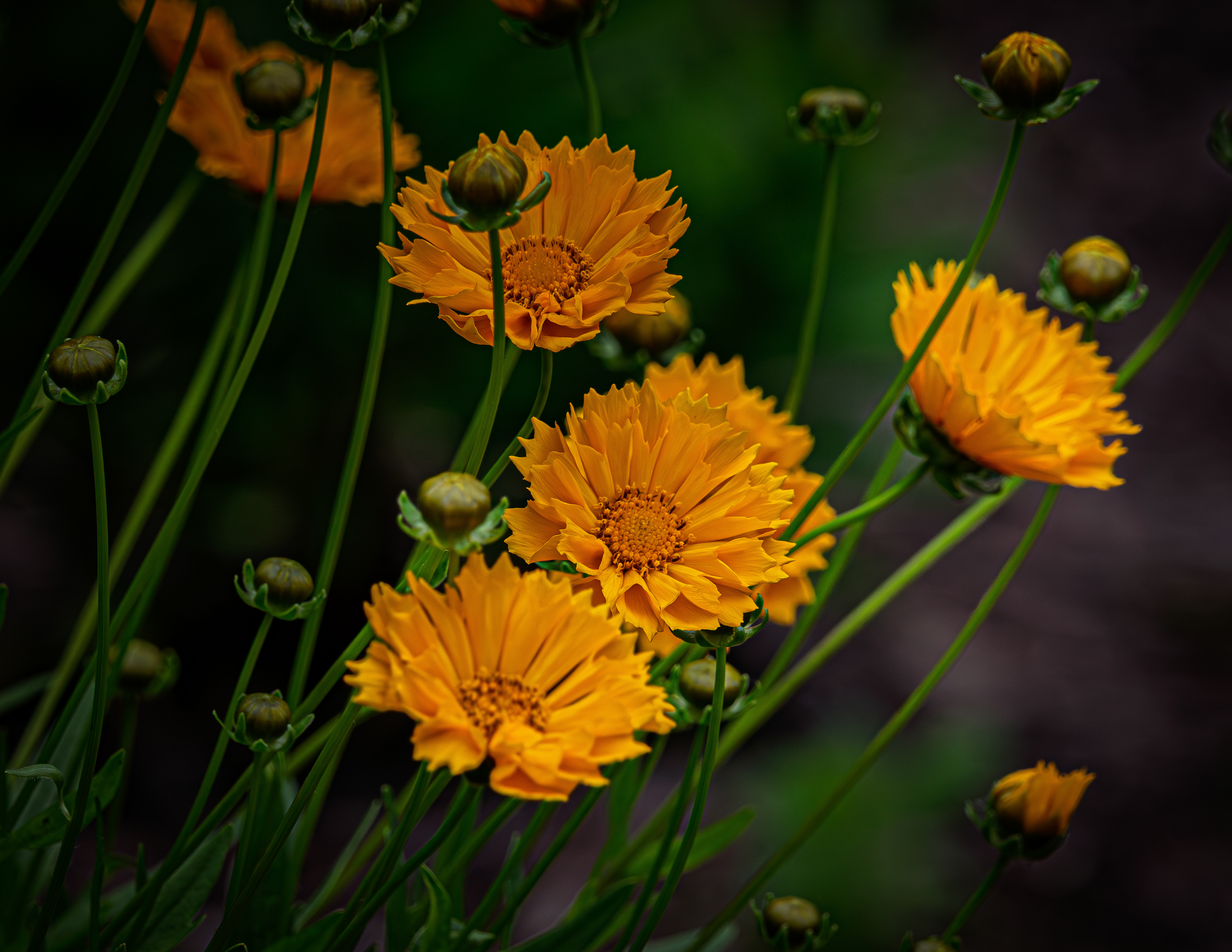 Coreopsis