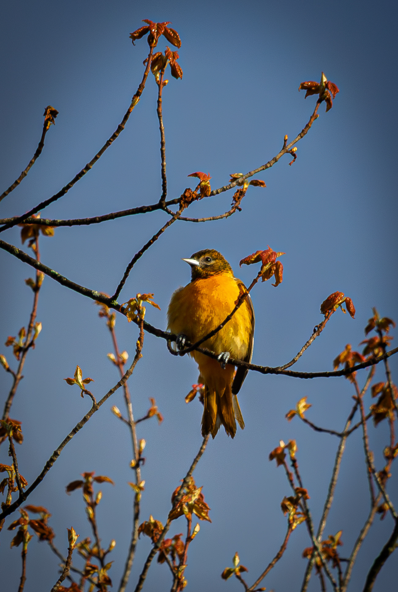 Juvenile Baltimore Oriole
