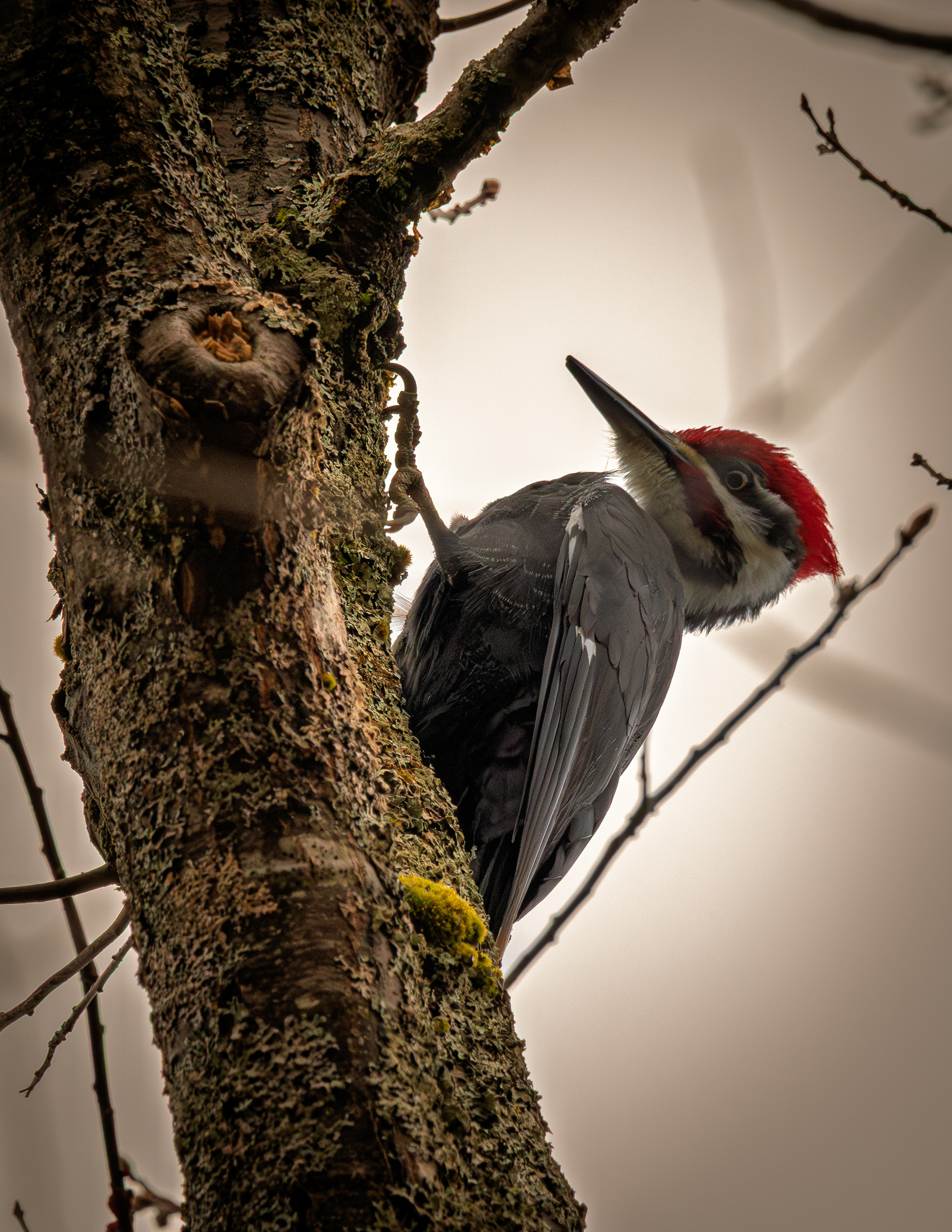 Pilieated Woodpecker - May 3, 2026