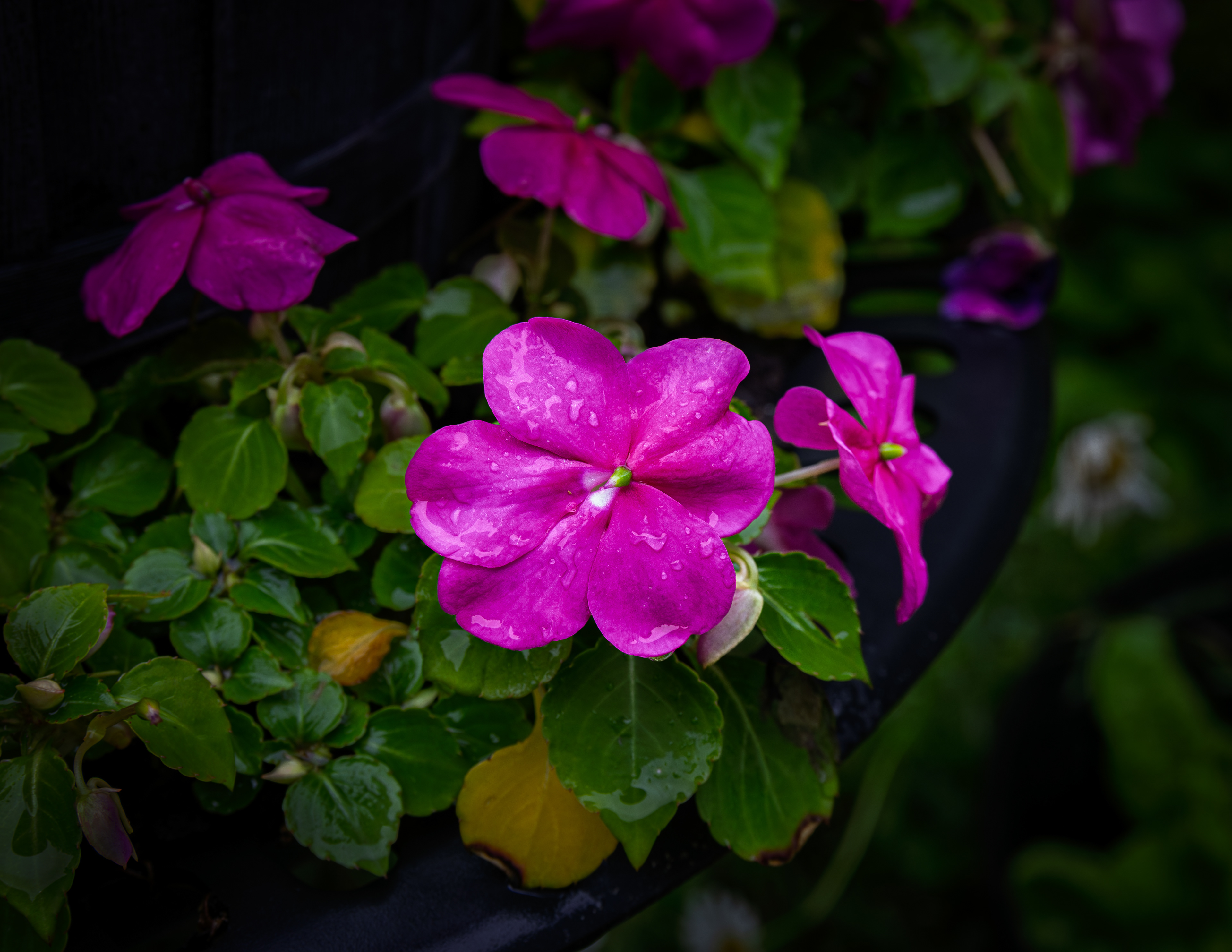 Impatiens