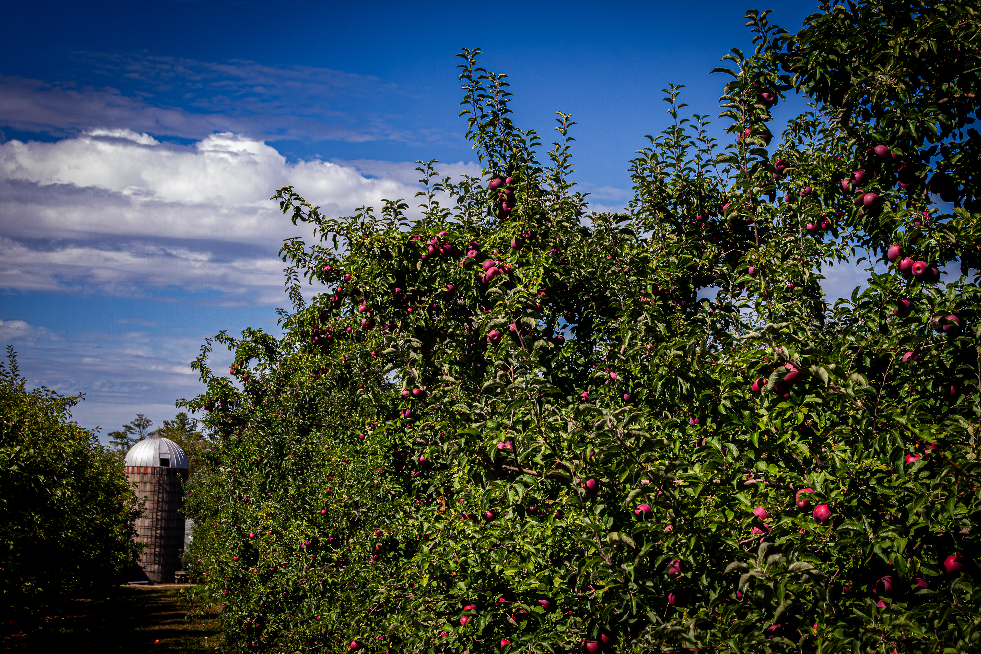 Meadowledge Orchard No3