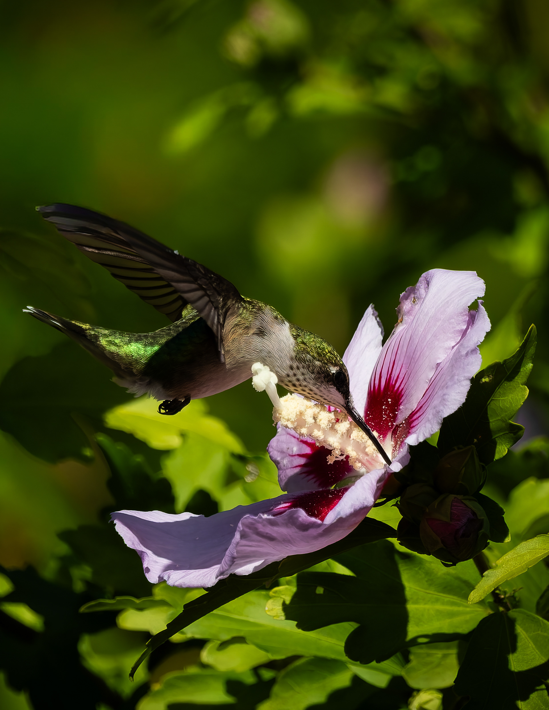 Ruby-throated Hummingbird No6 - August 21, 2026