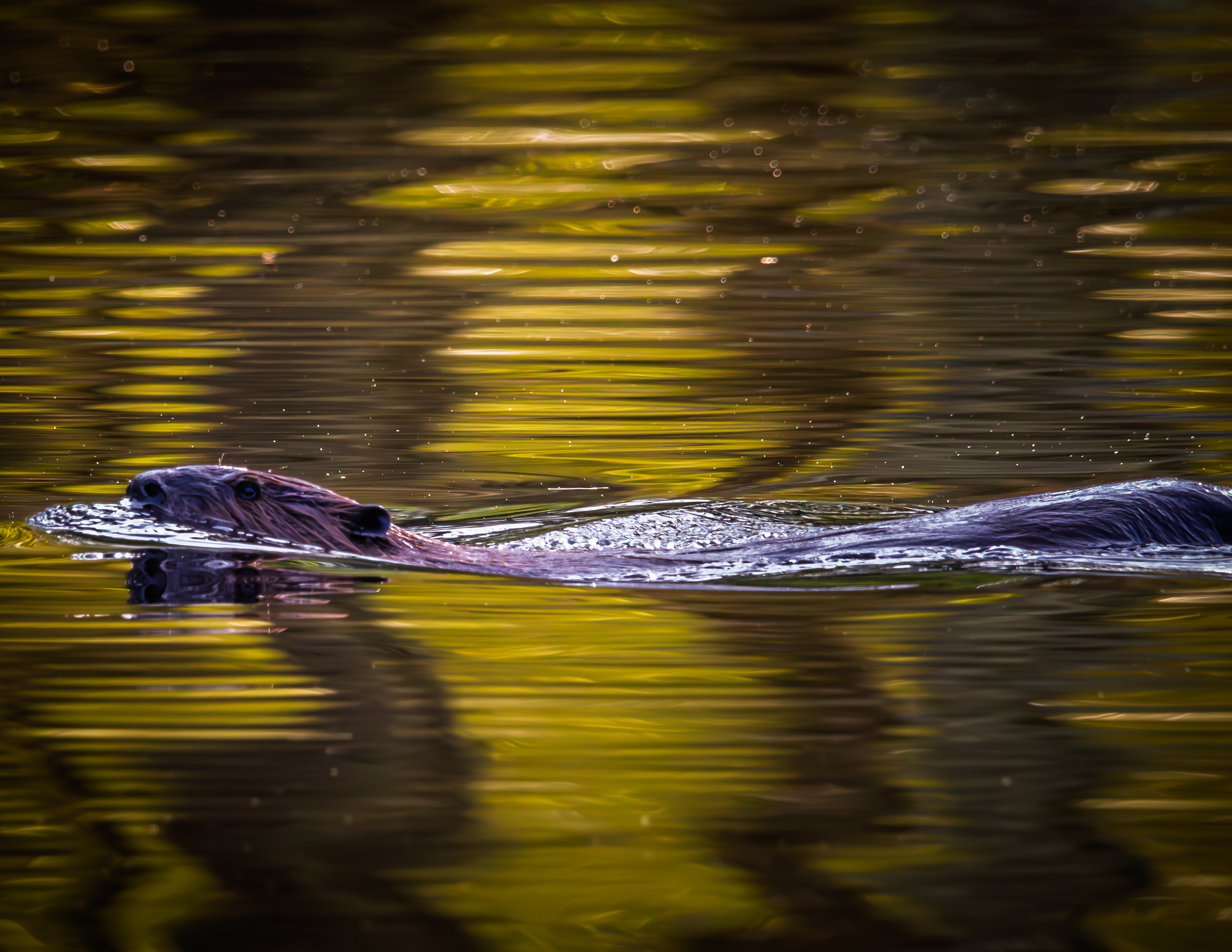 Beaver
