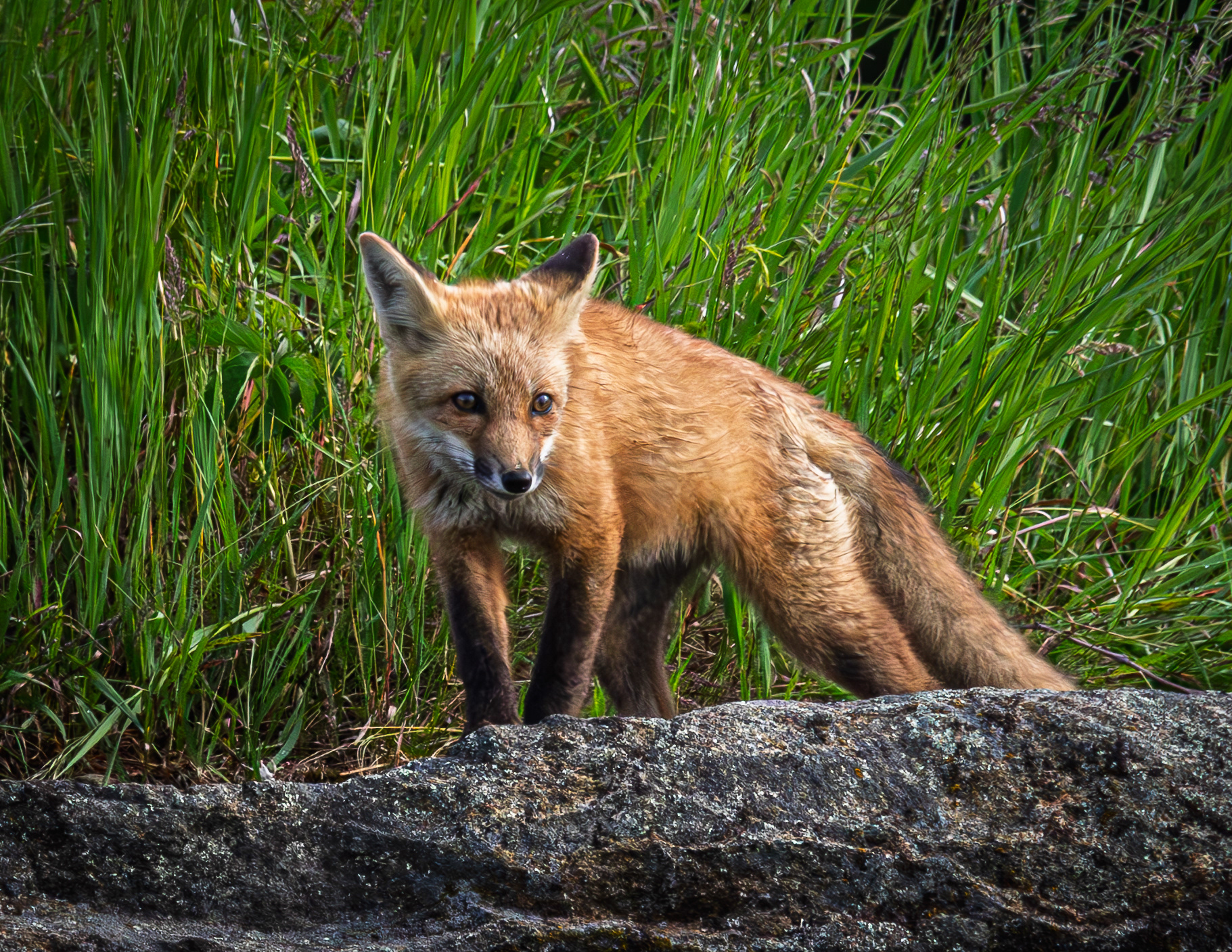 Red Fox Kit No2