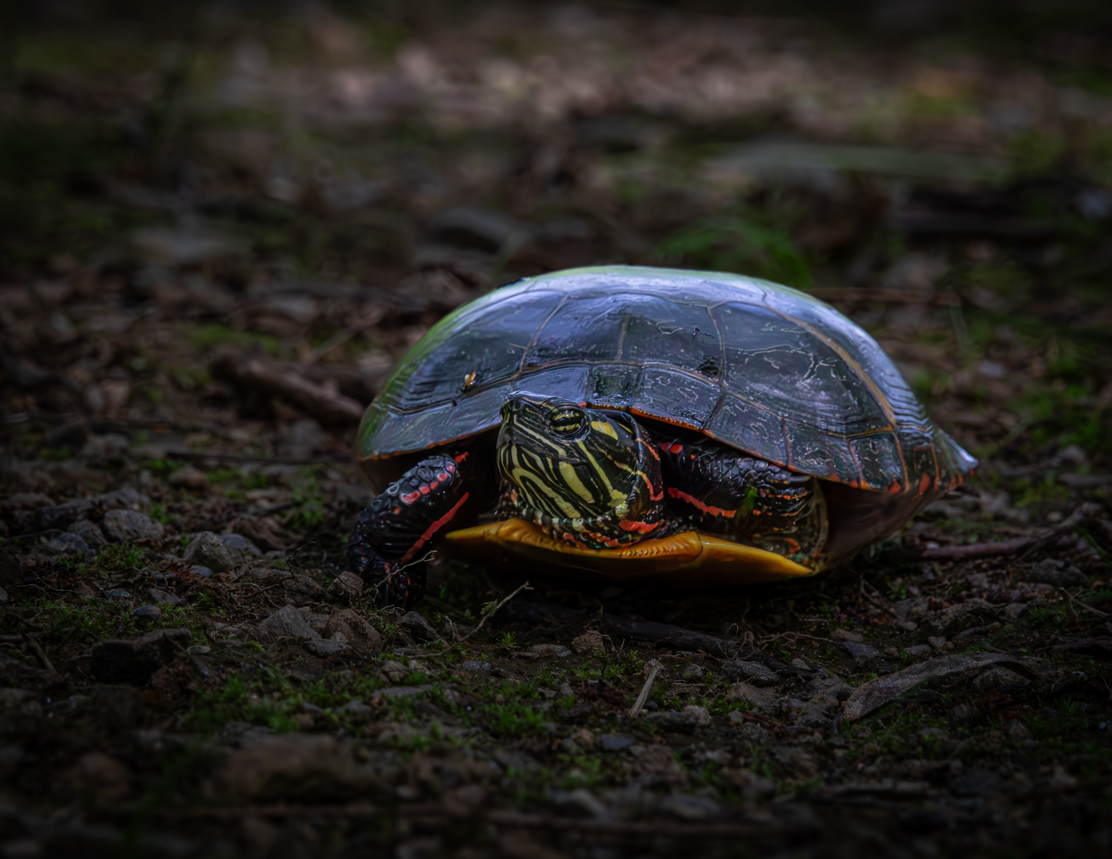 Turtle on the Trail