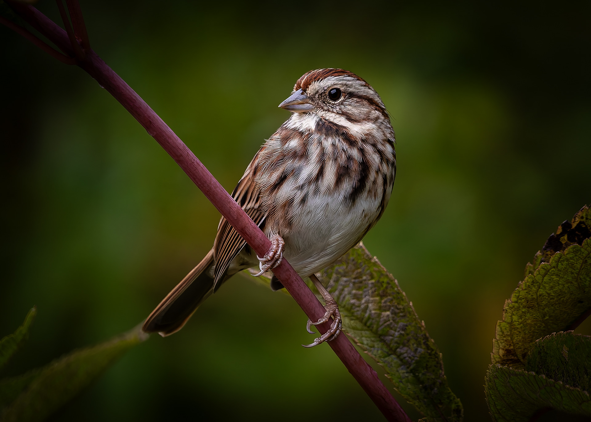 Song Sparrow - September 29, 2026