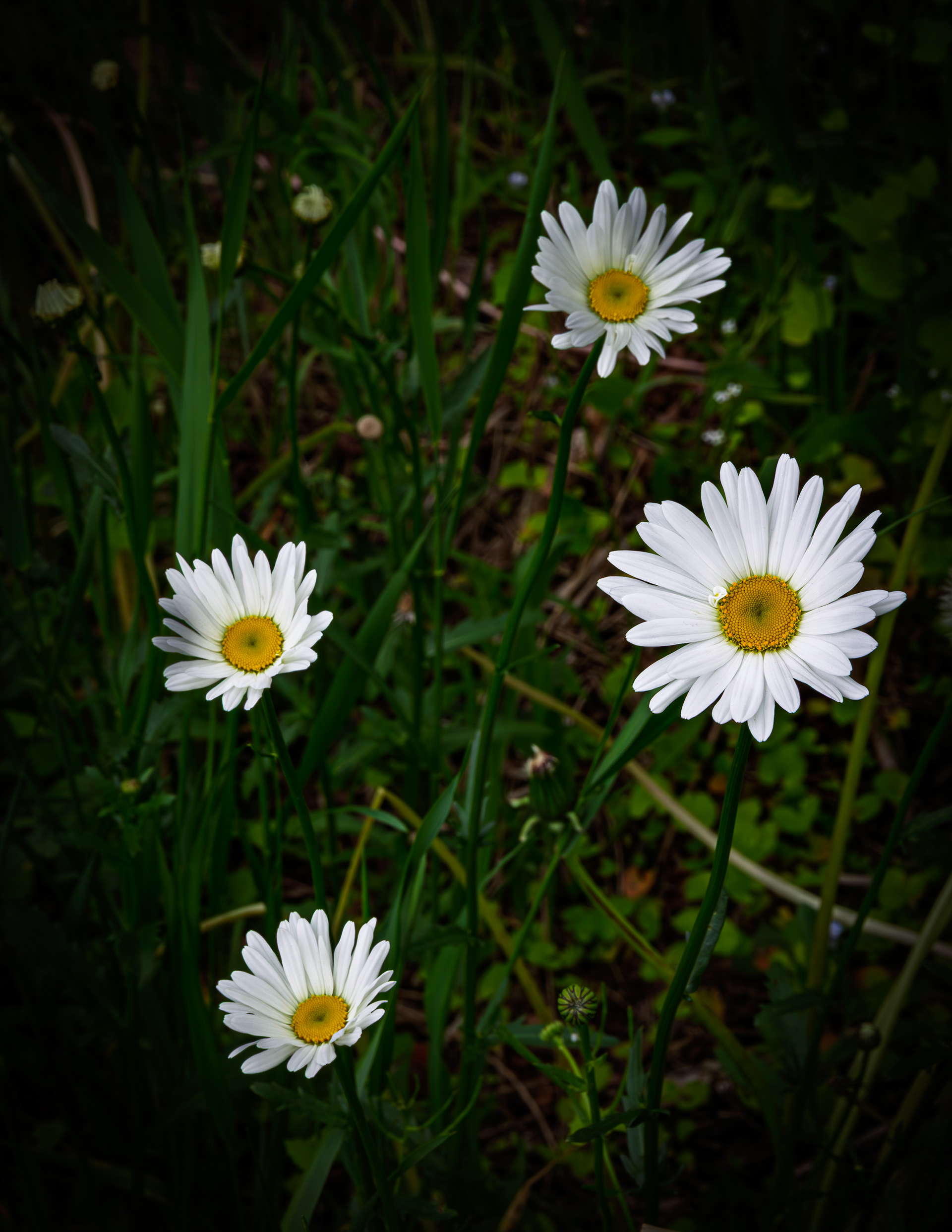 Daisies