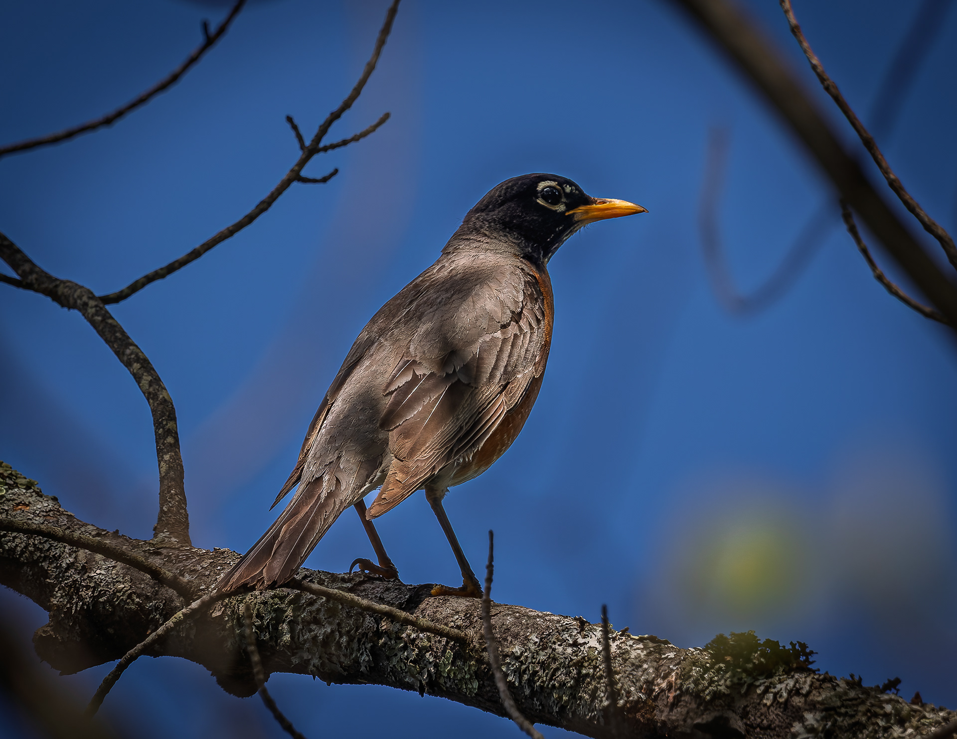 American Robin No2