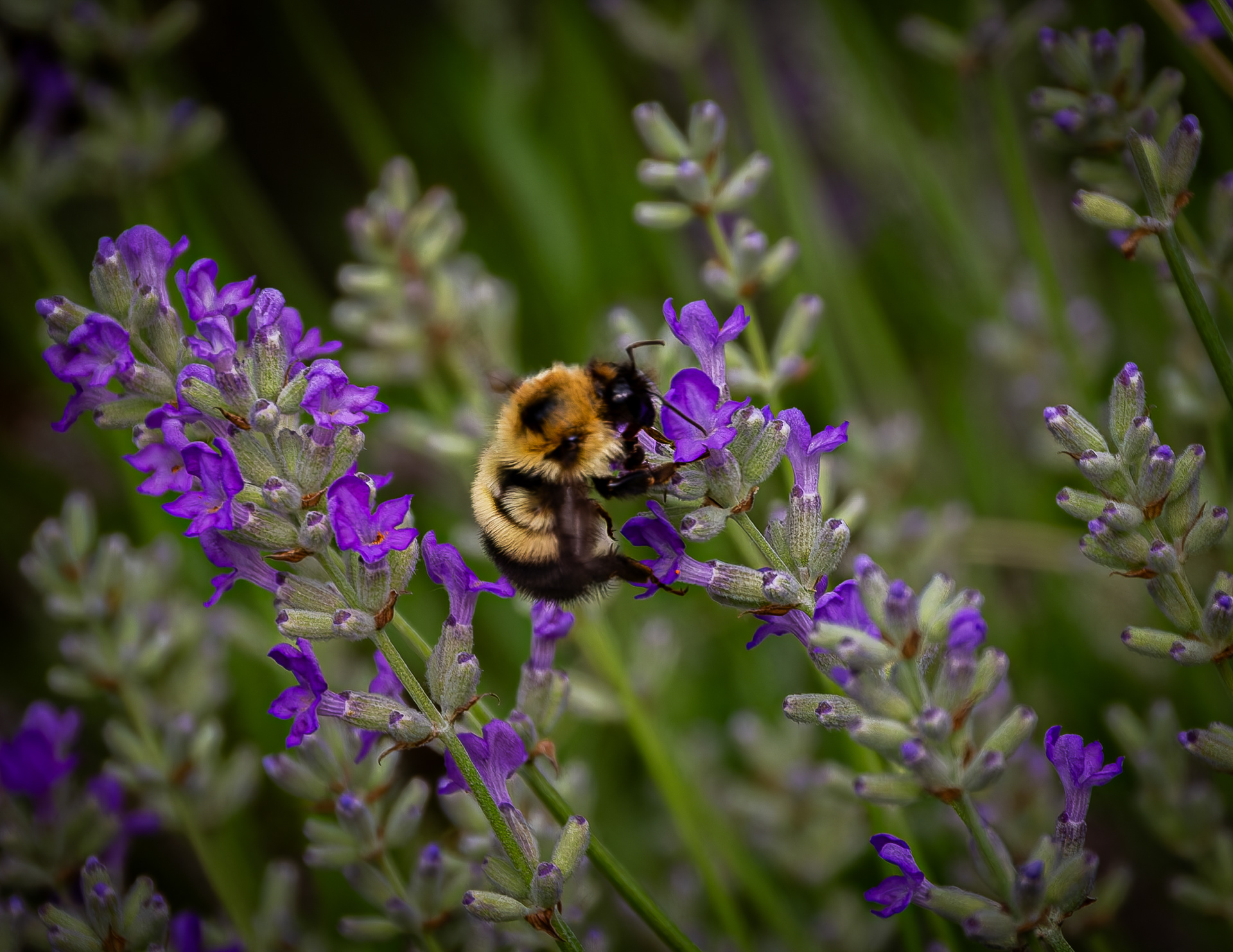 Bumble Bee