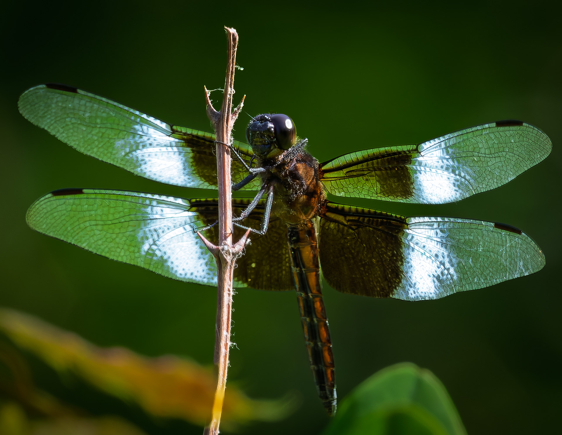 Dragonfly No4