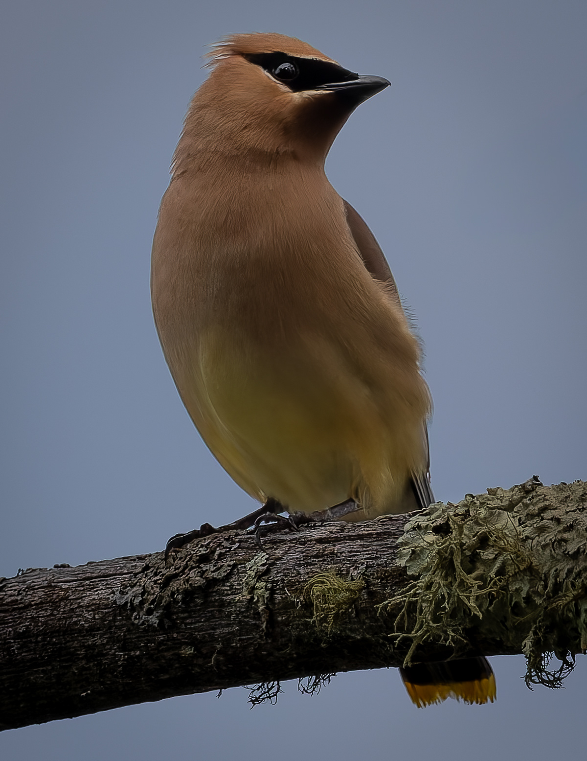 Cedar Waxwing No3
