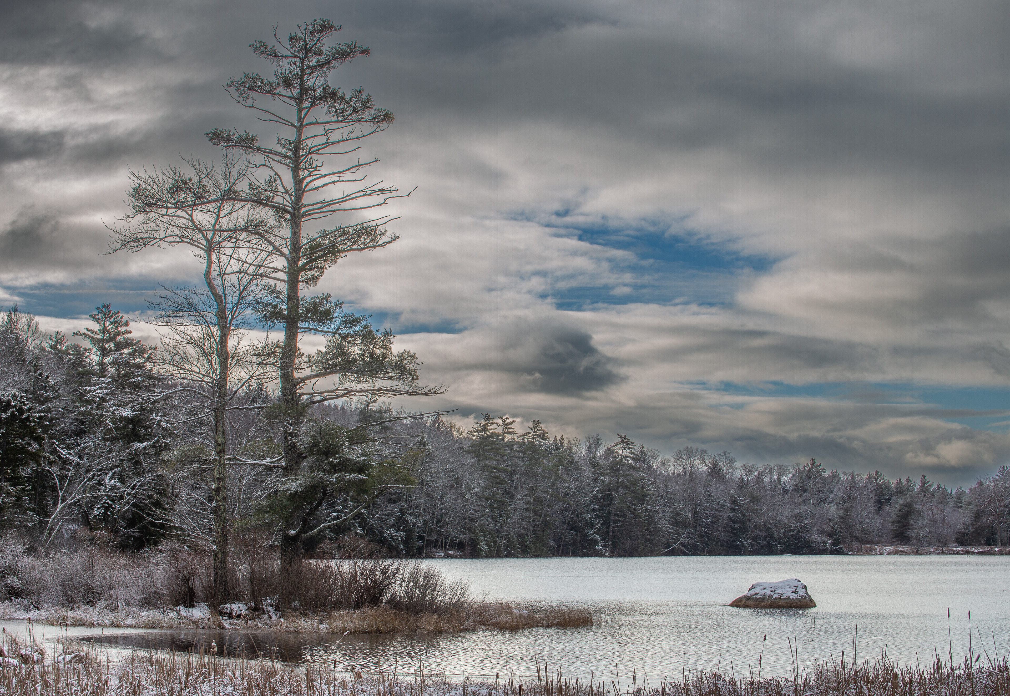 Sentinel Tree at Rollins Pond No2
