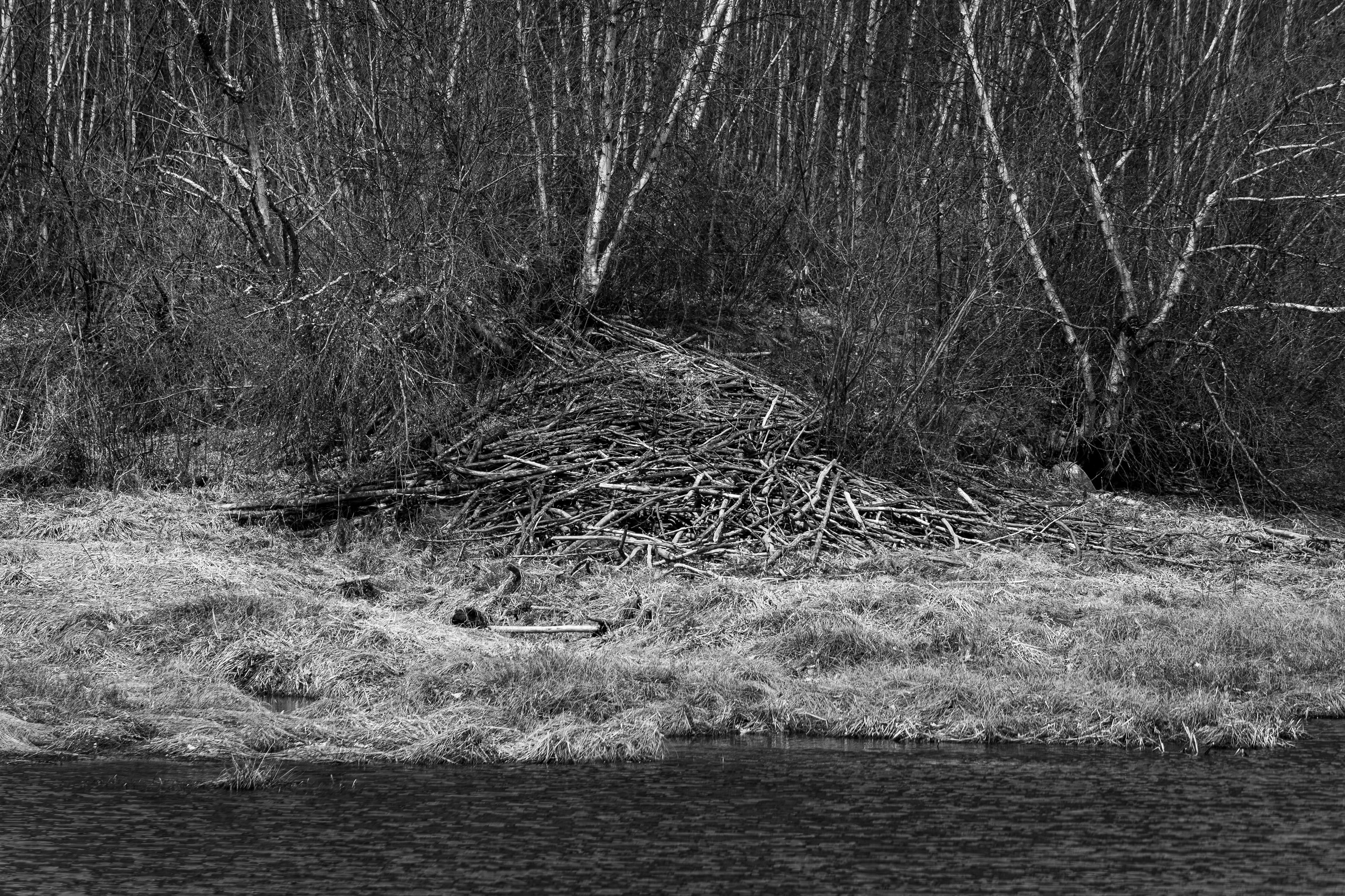 Lodge in Black & White