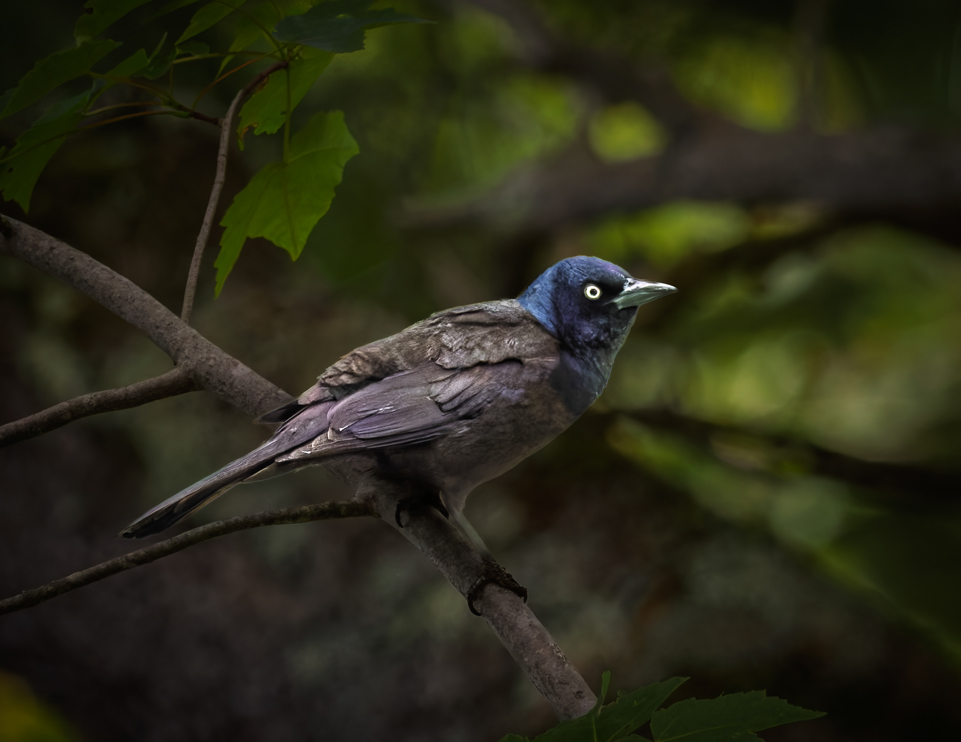 Common Grackle