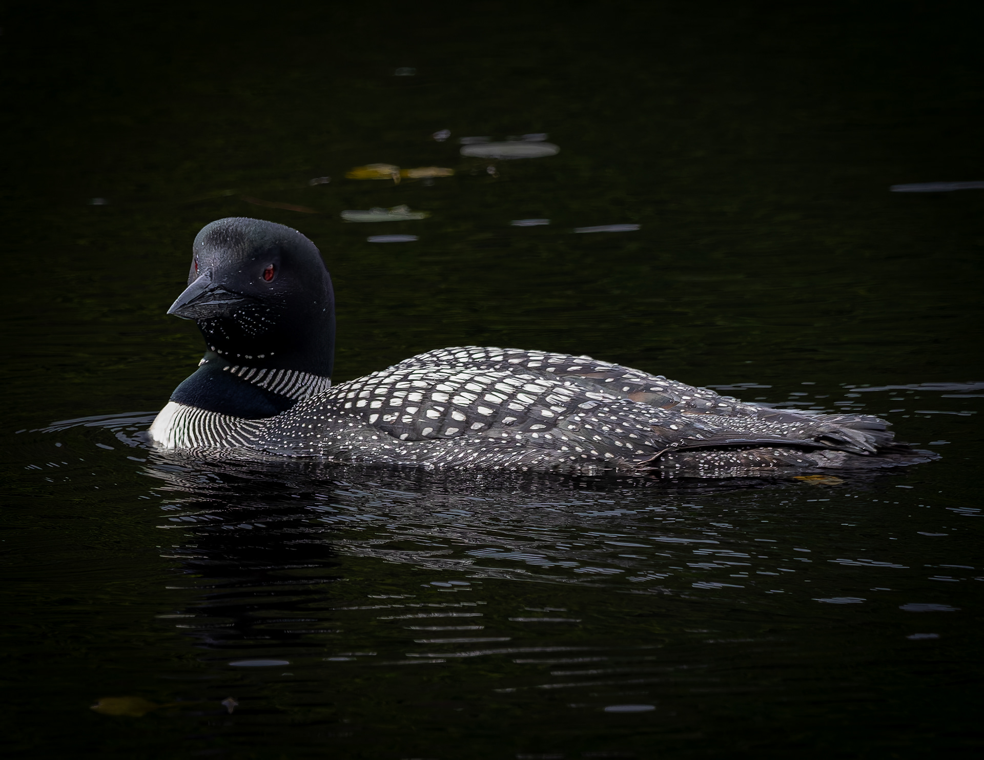 Common Loon Hen No1