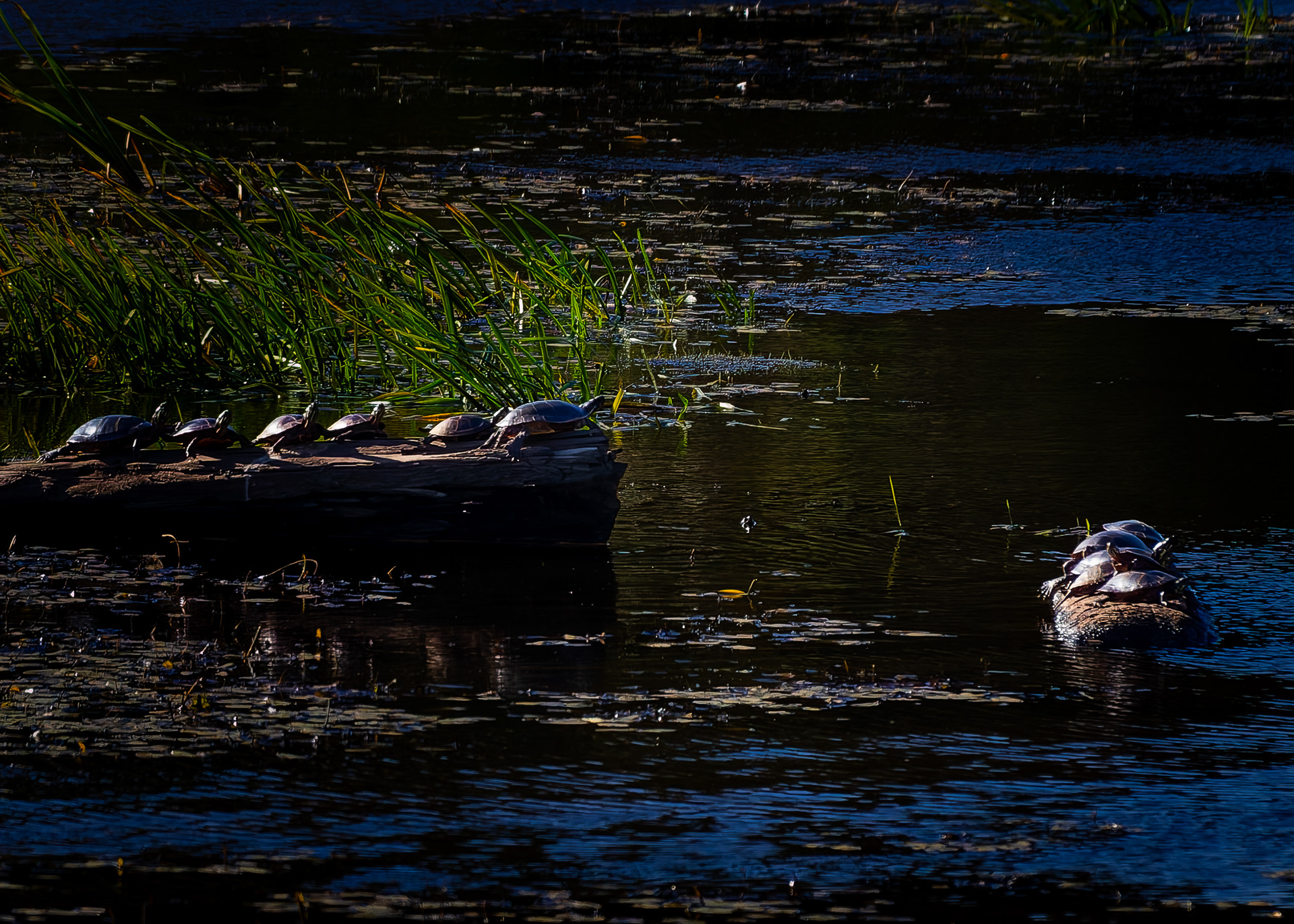 Painted Turtle Colony