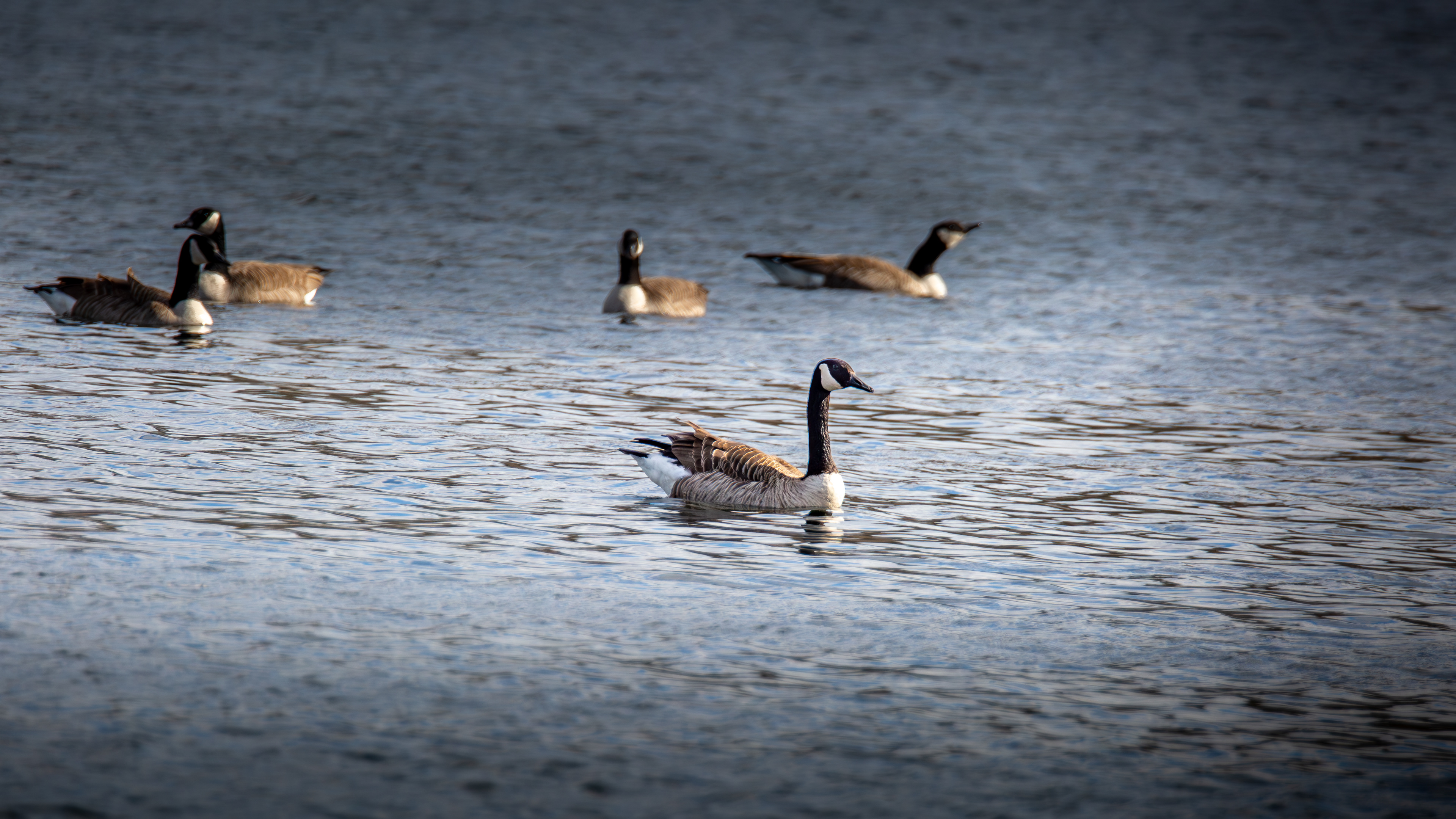 Canada Geese No2