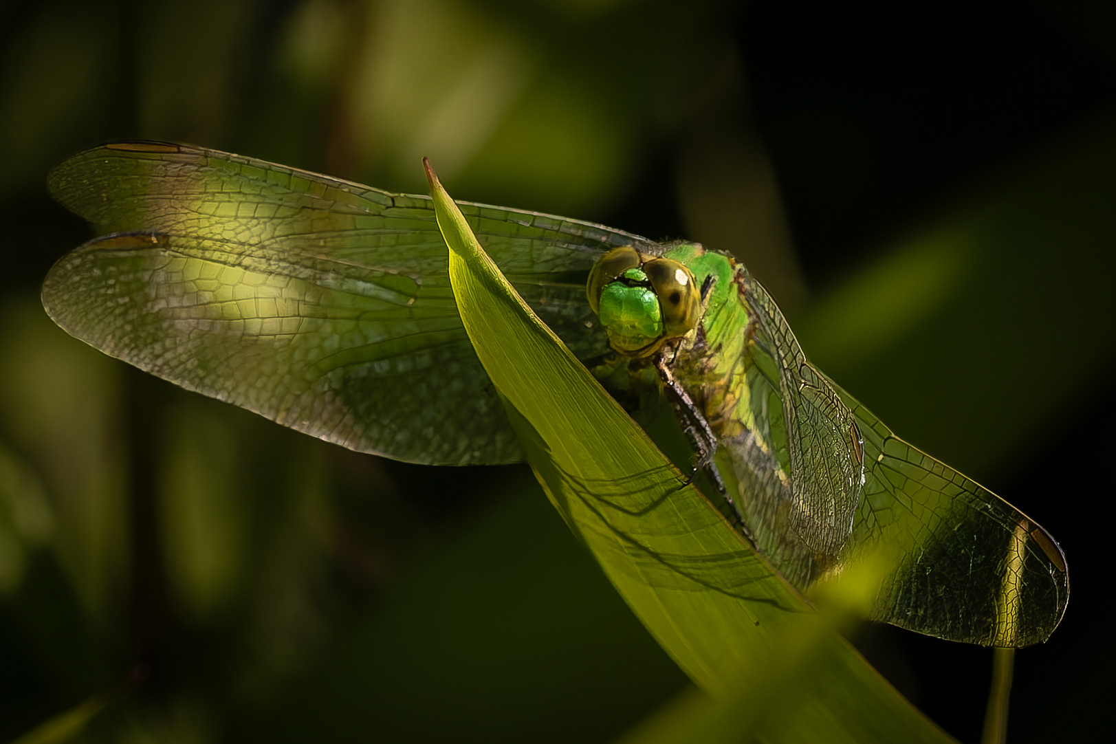 Dragonfly No2