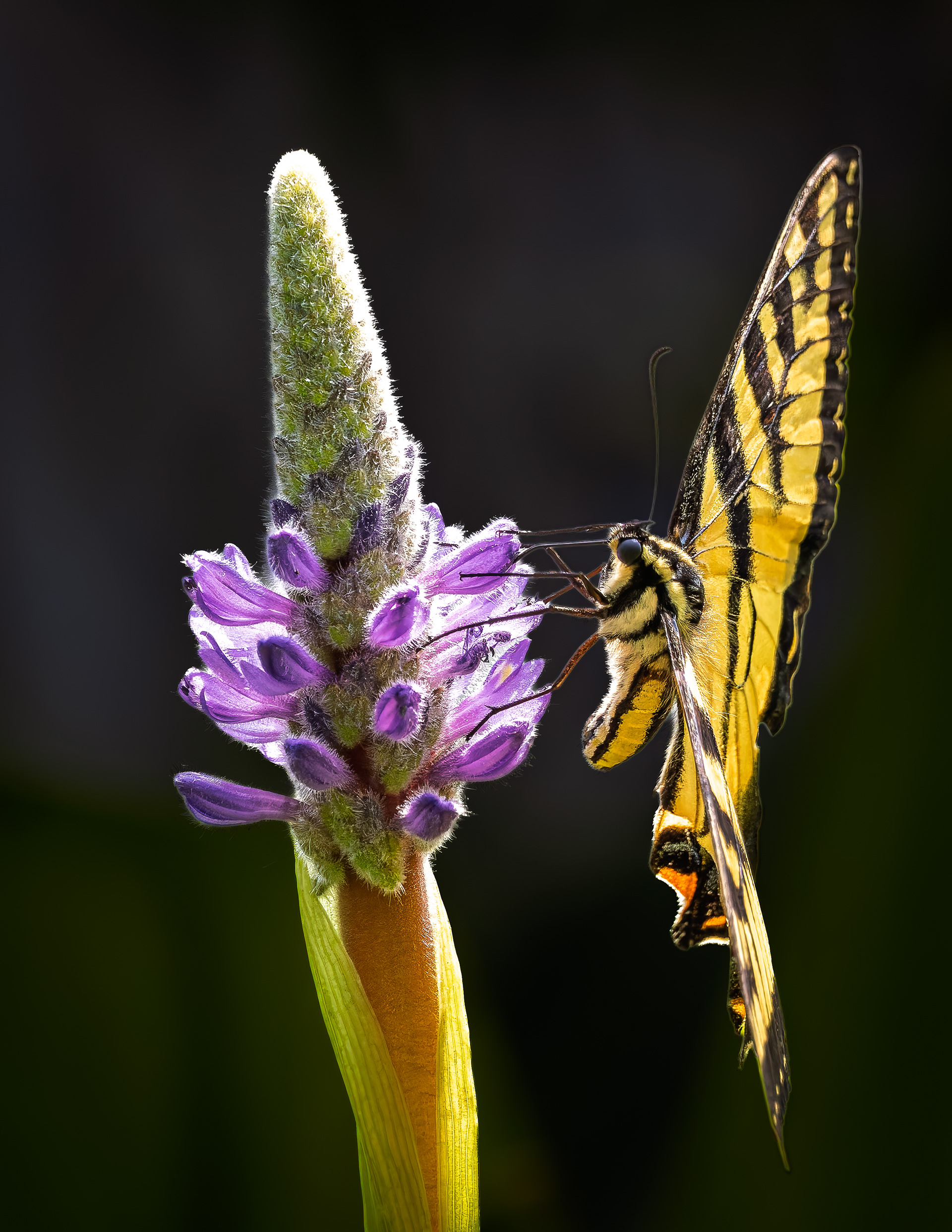 Swallowtail Butterfly No2