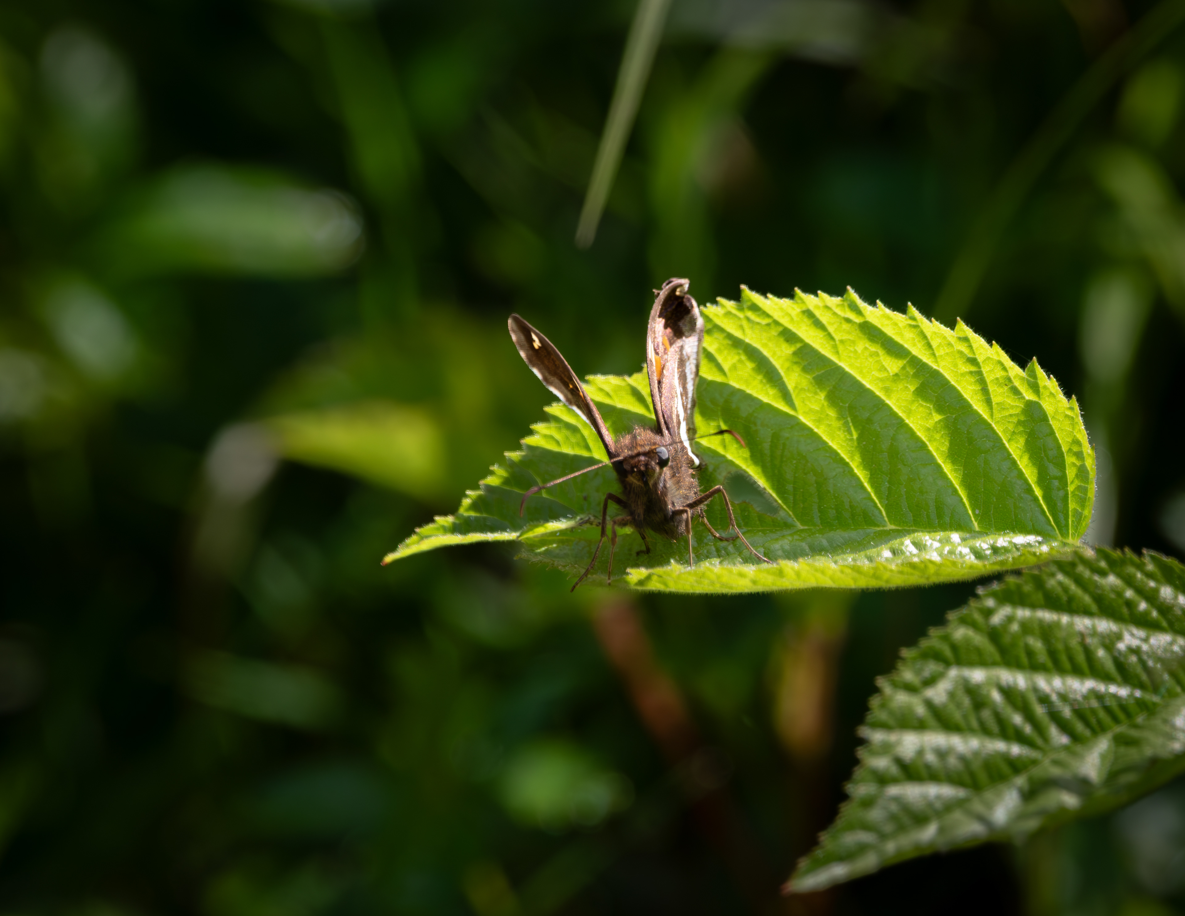 Tiny Brown Butterfly