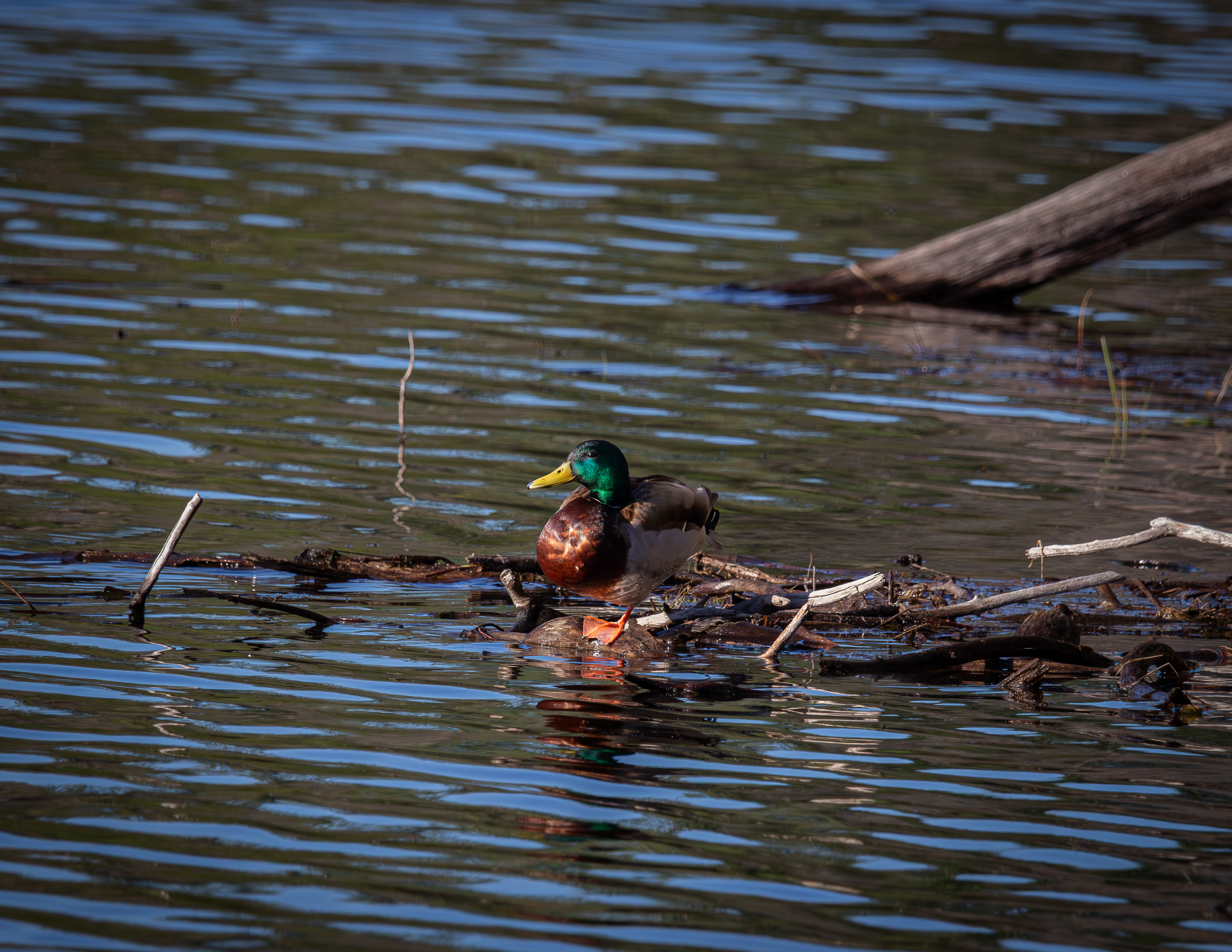 Mallard Drake at Rollins Pond No1