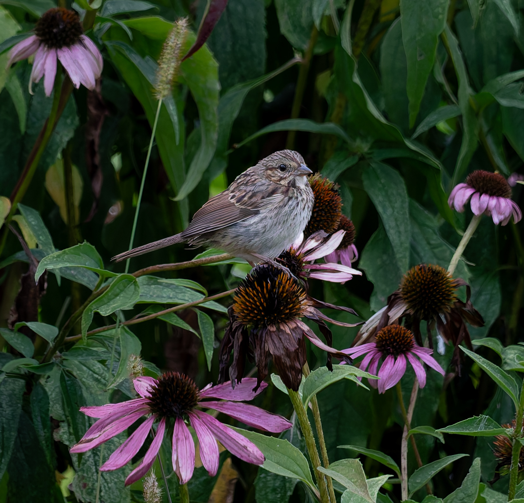 Song Sparrow No3