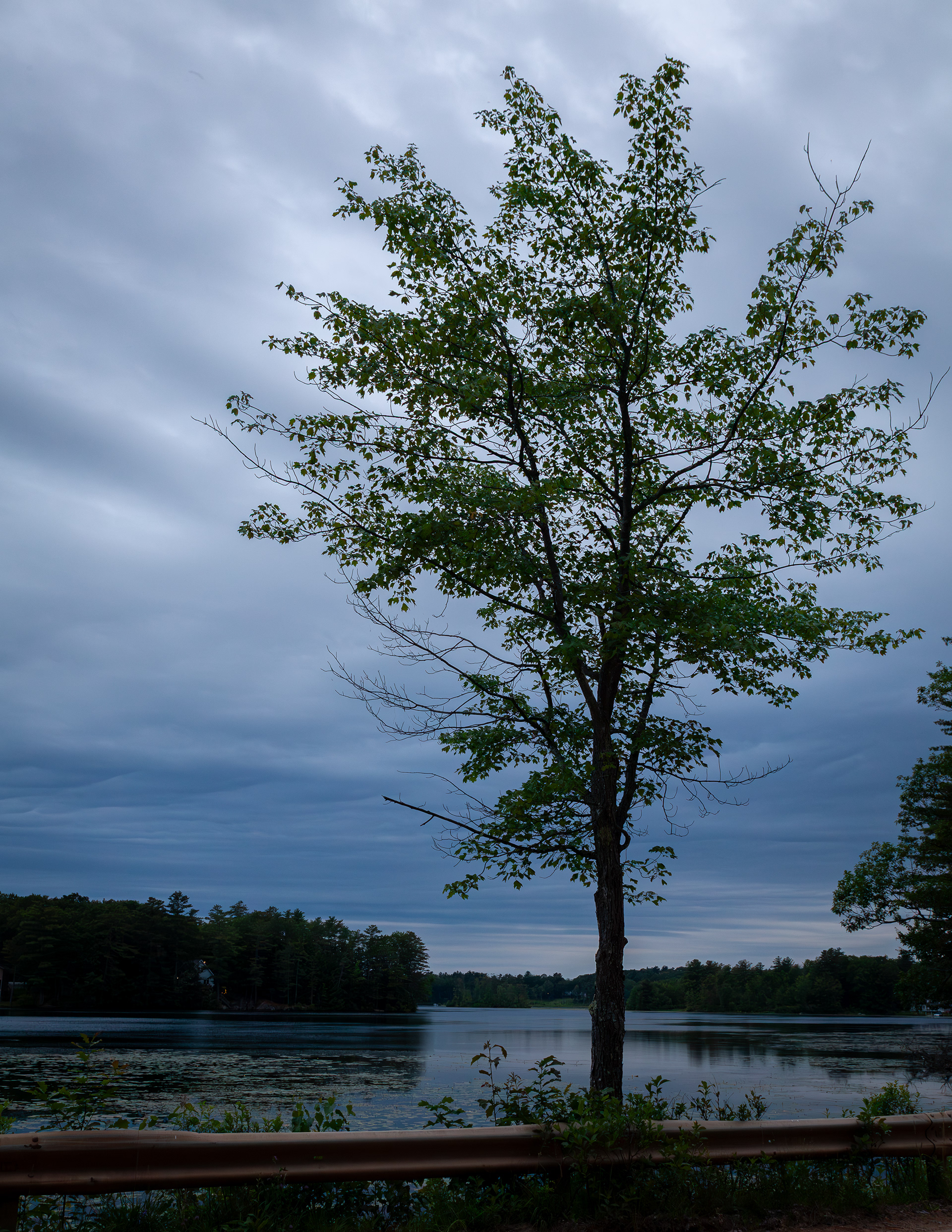 Shellcamp Pond Favorite Tree No1