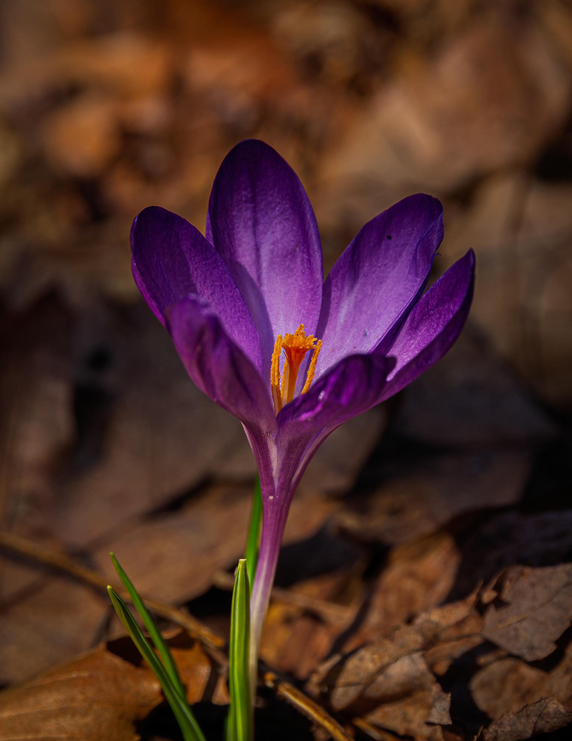 First Crocus of 2026