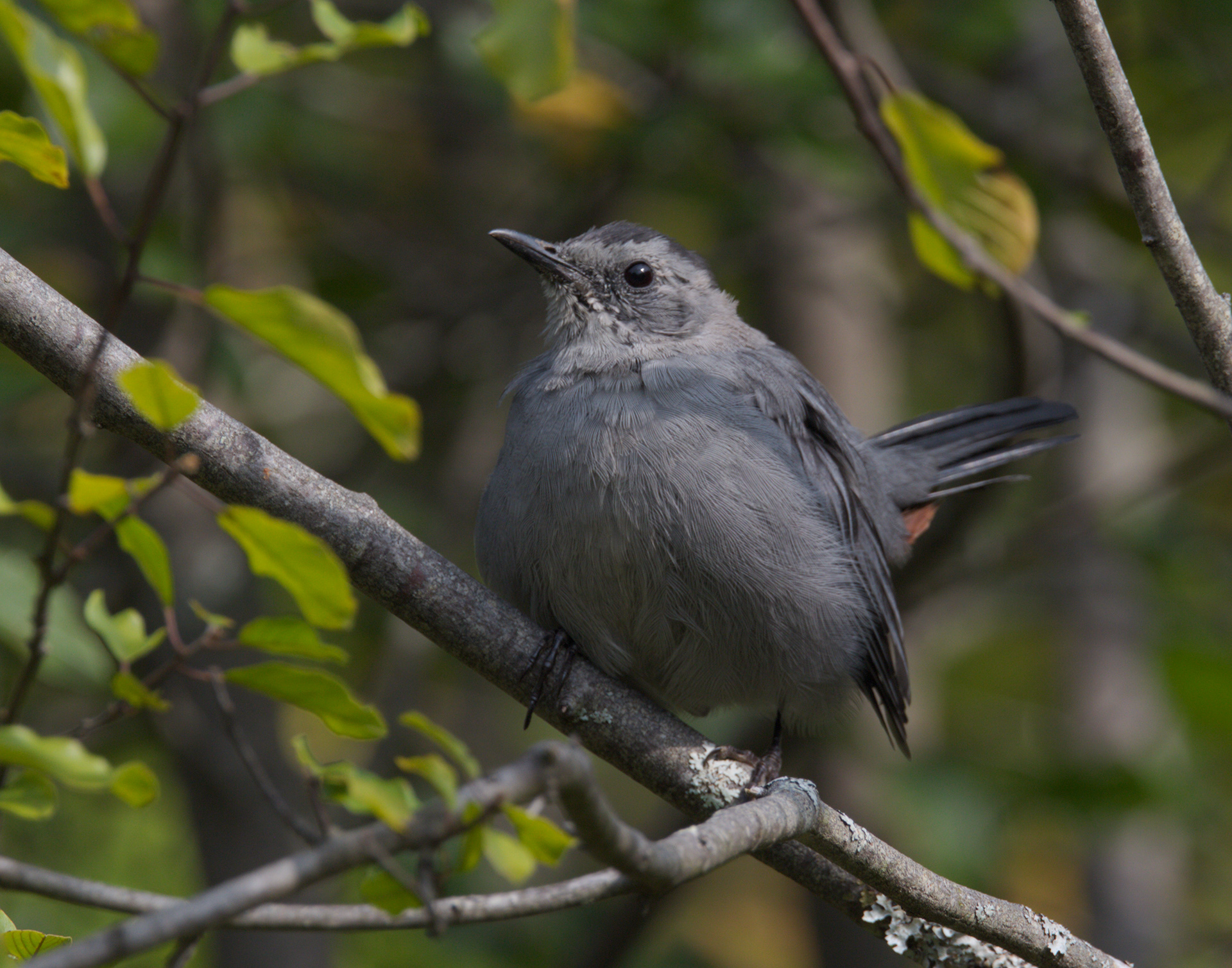 Catbird