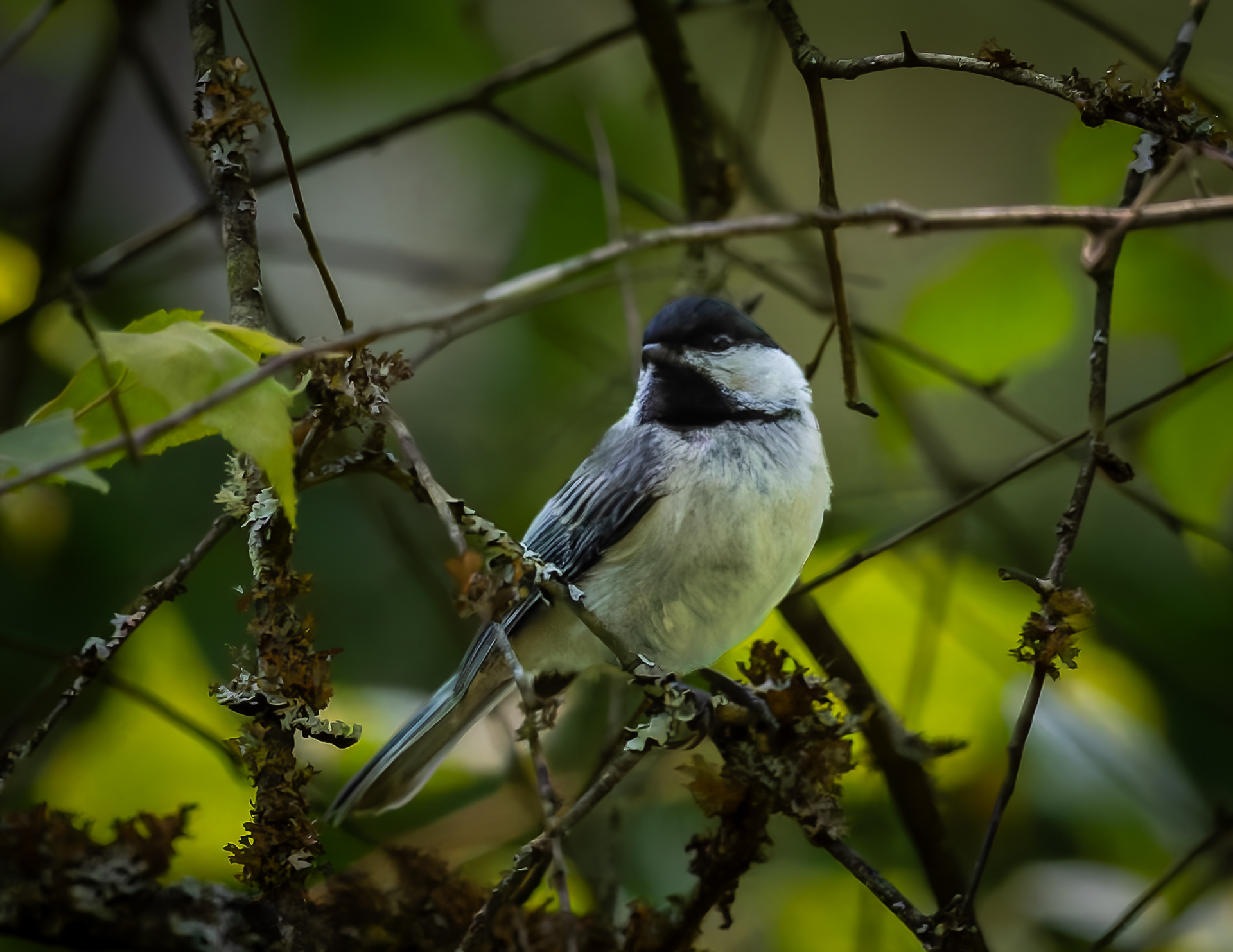 Chickadee