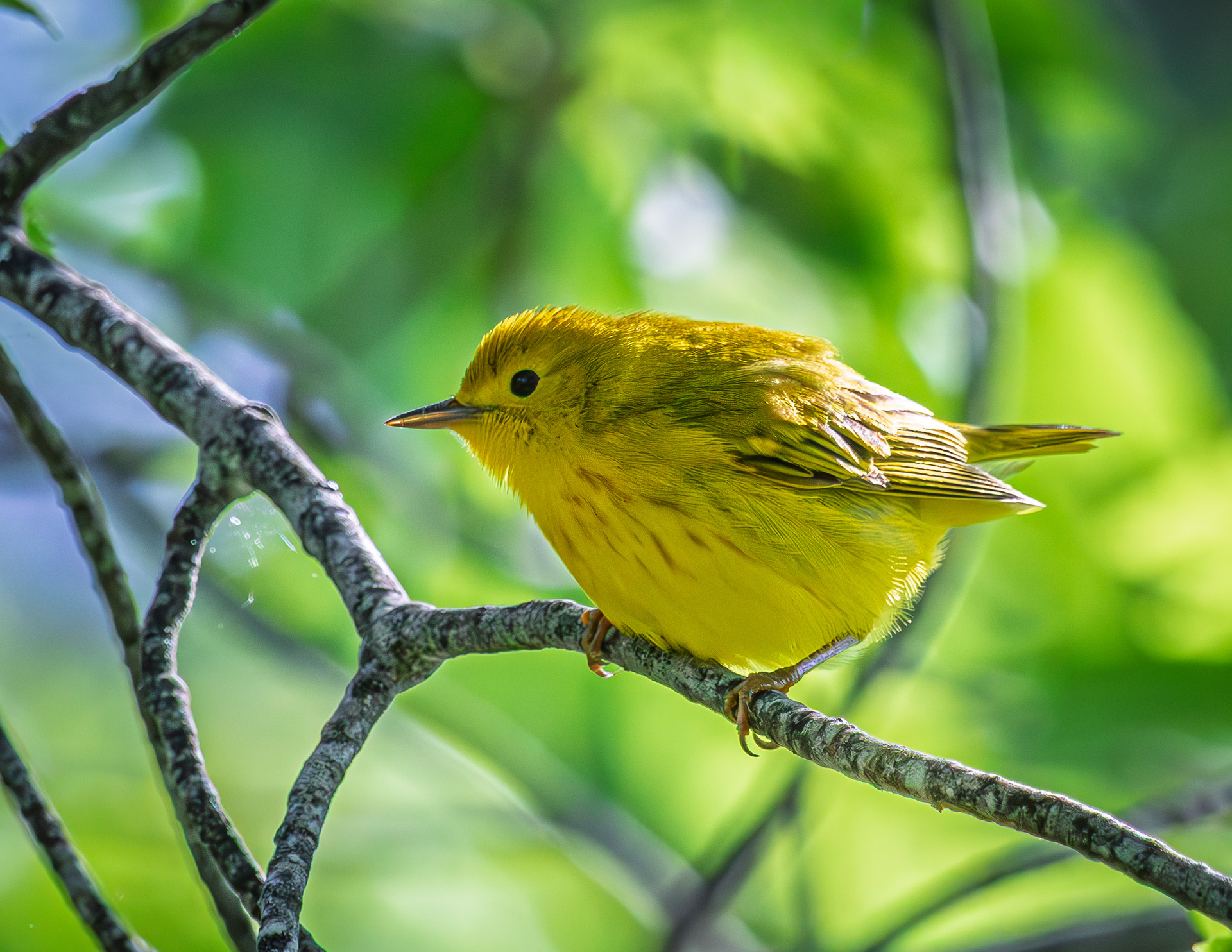 Yellow Warbler No1