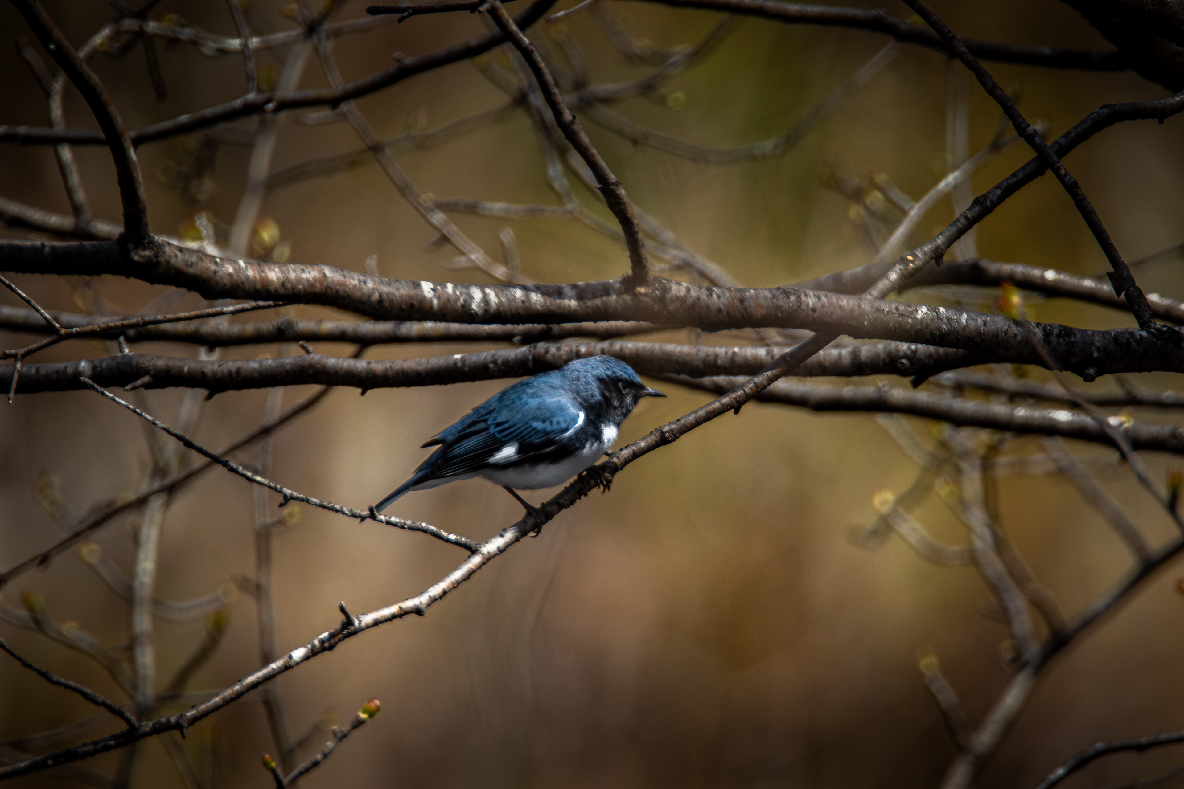 Black-throated Blue Warbler