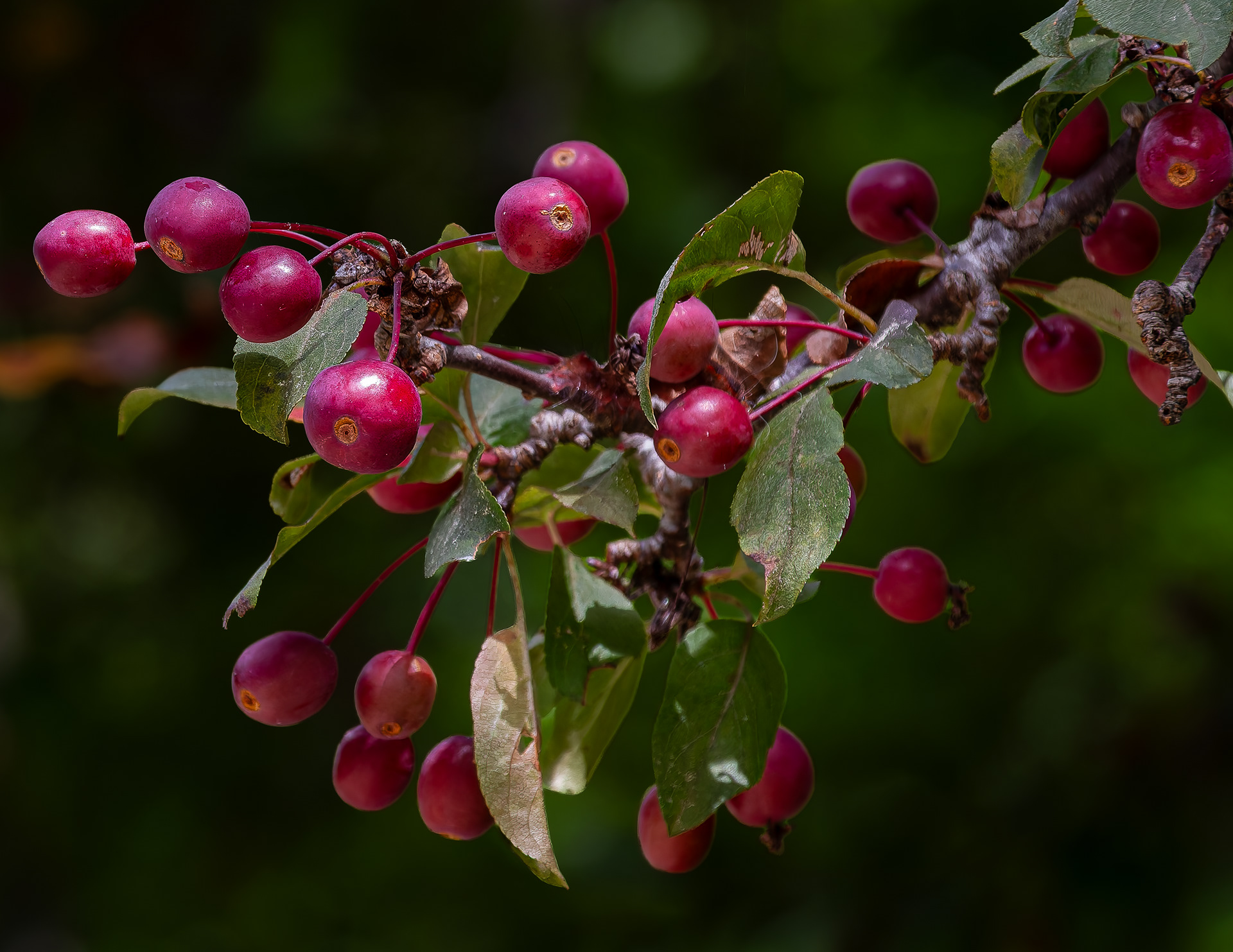 Berries