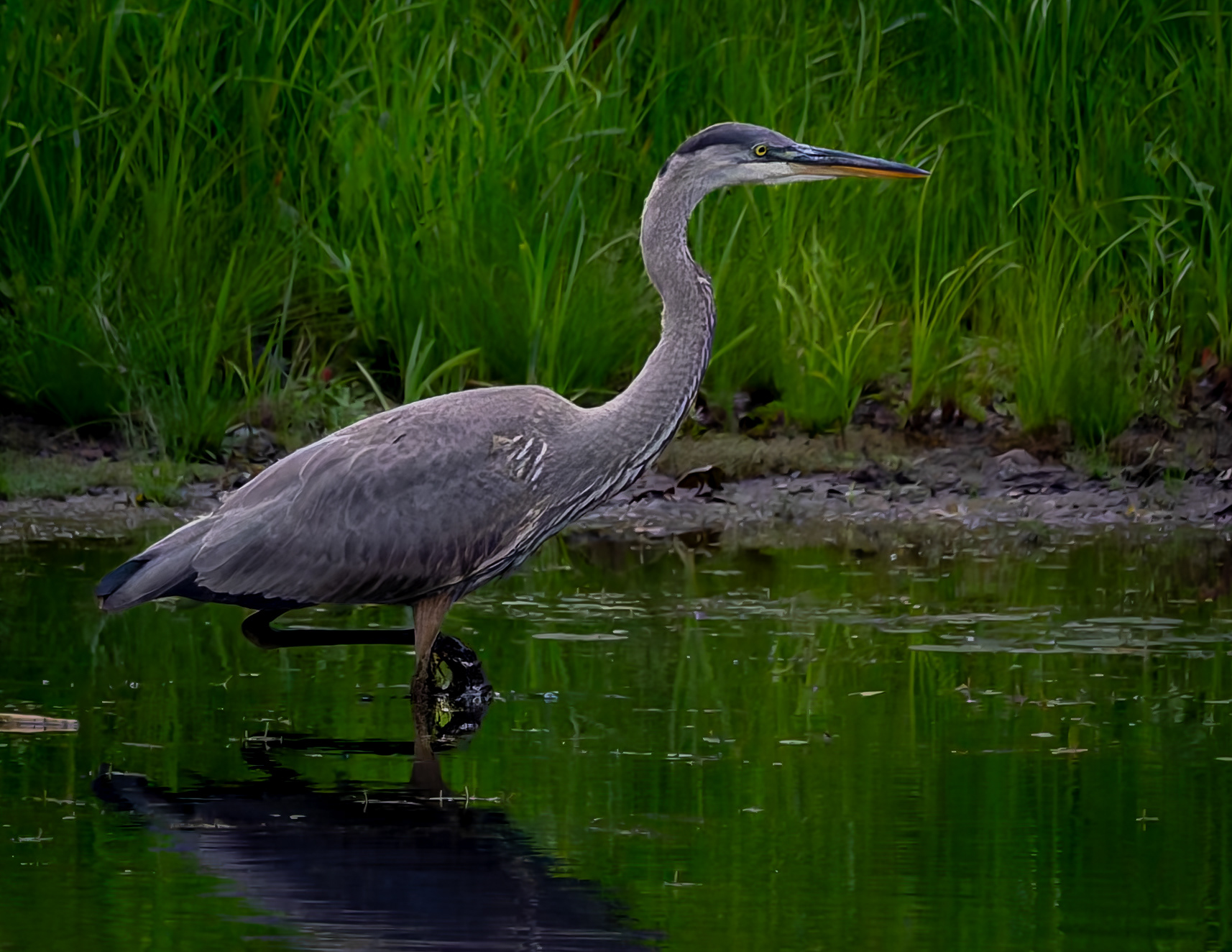 Great Blue Heron No8