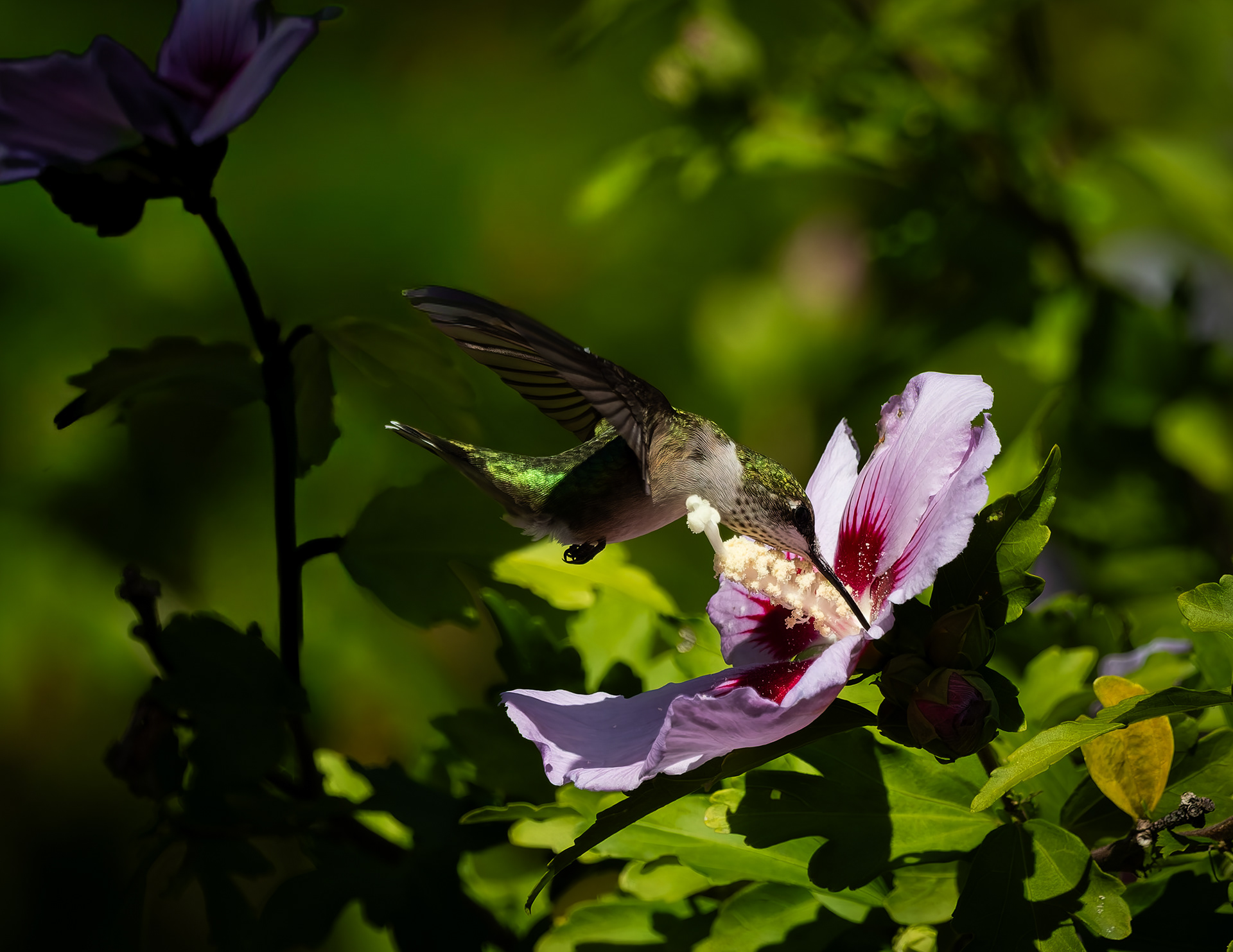 Ruby-throated Hummingbird No6 - August 21, 2026
