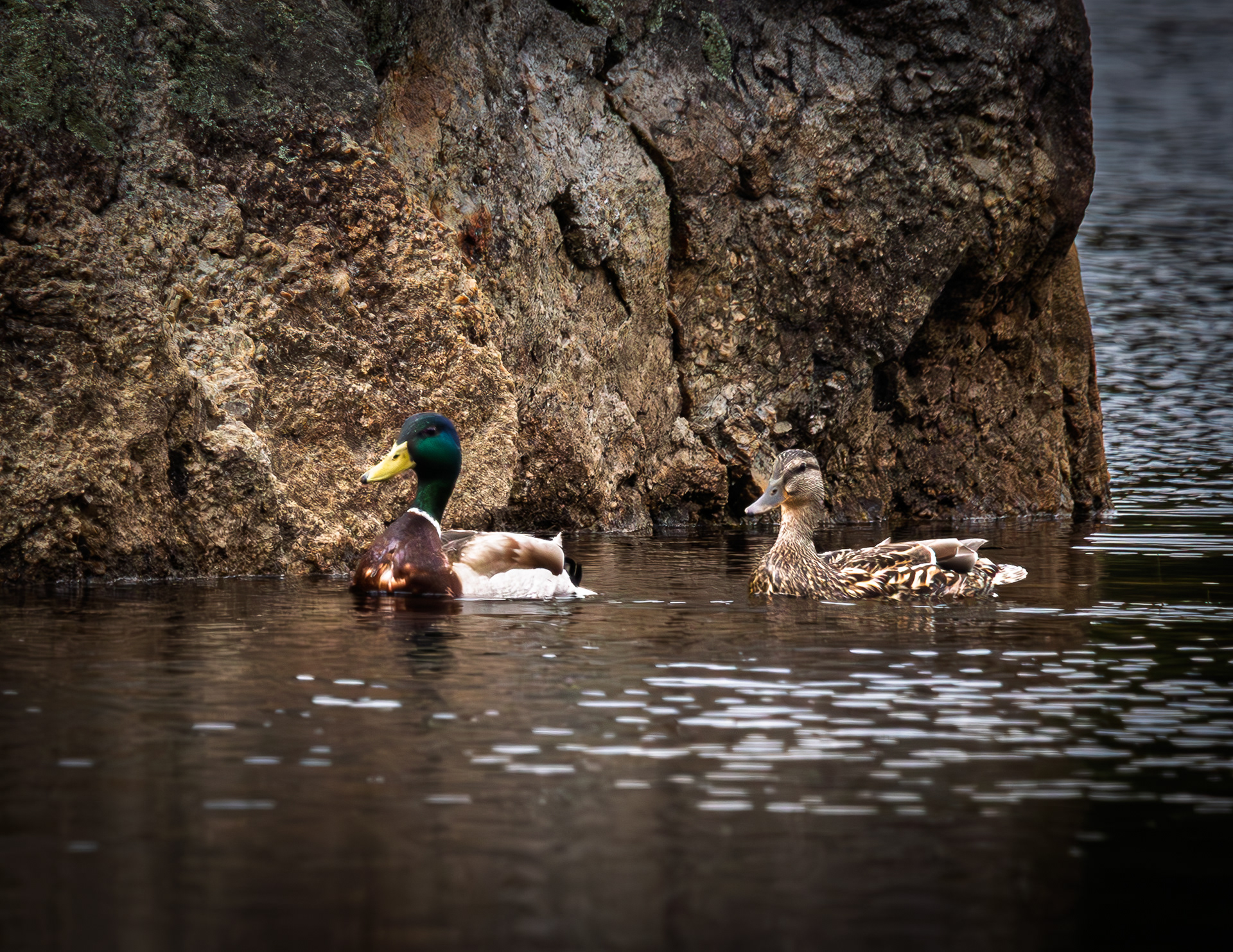 Mallard Pair No2