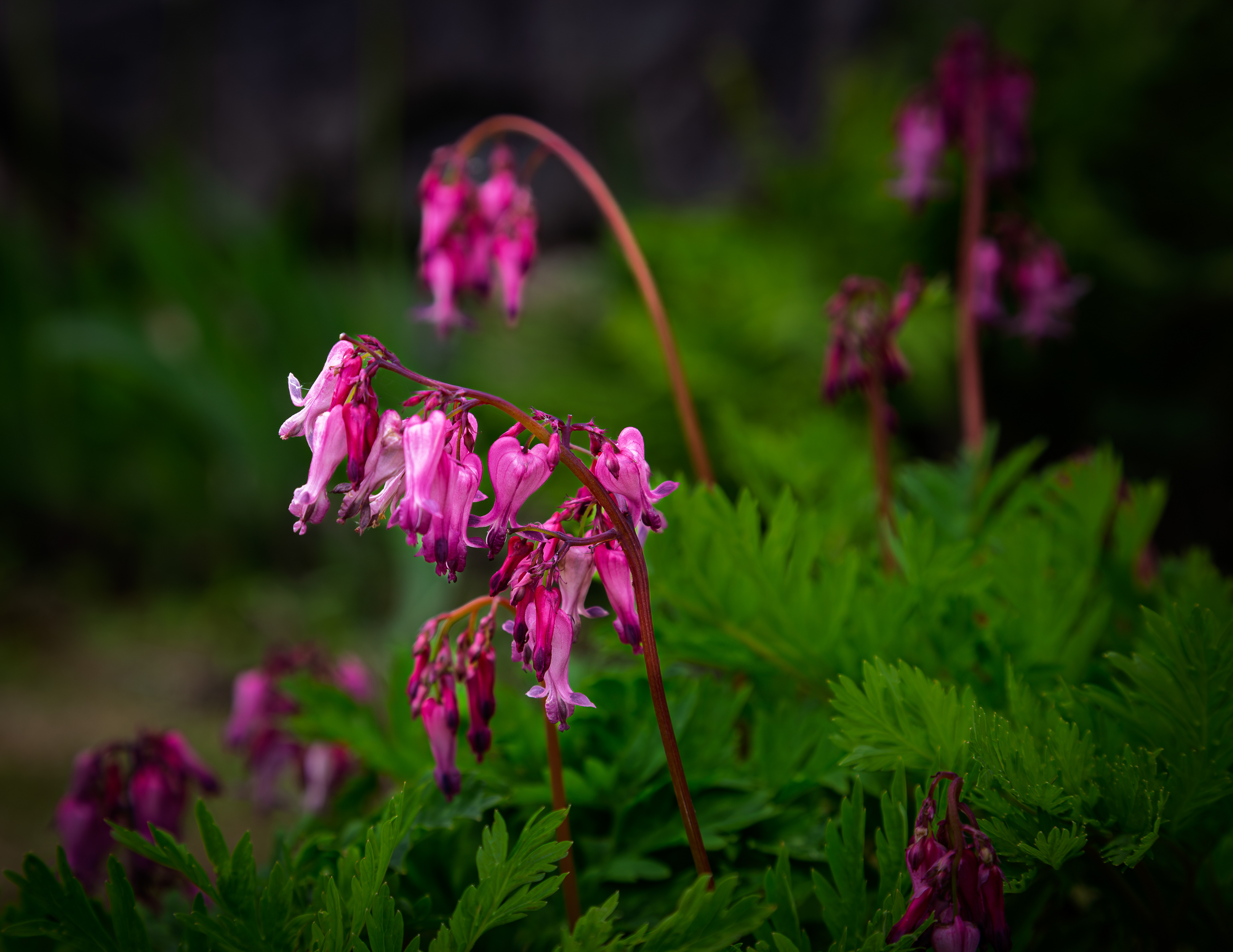 Bleeding Heart at Willey House