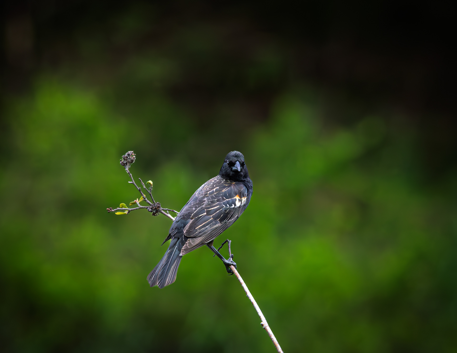 Immature Red-winged Blackbird No2
