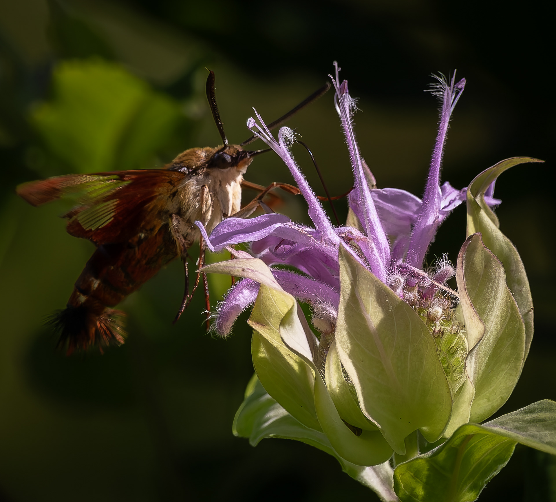 Clearwing Hummingbird Moth No1 - July 25, 2026