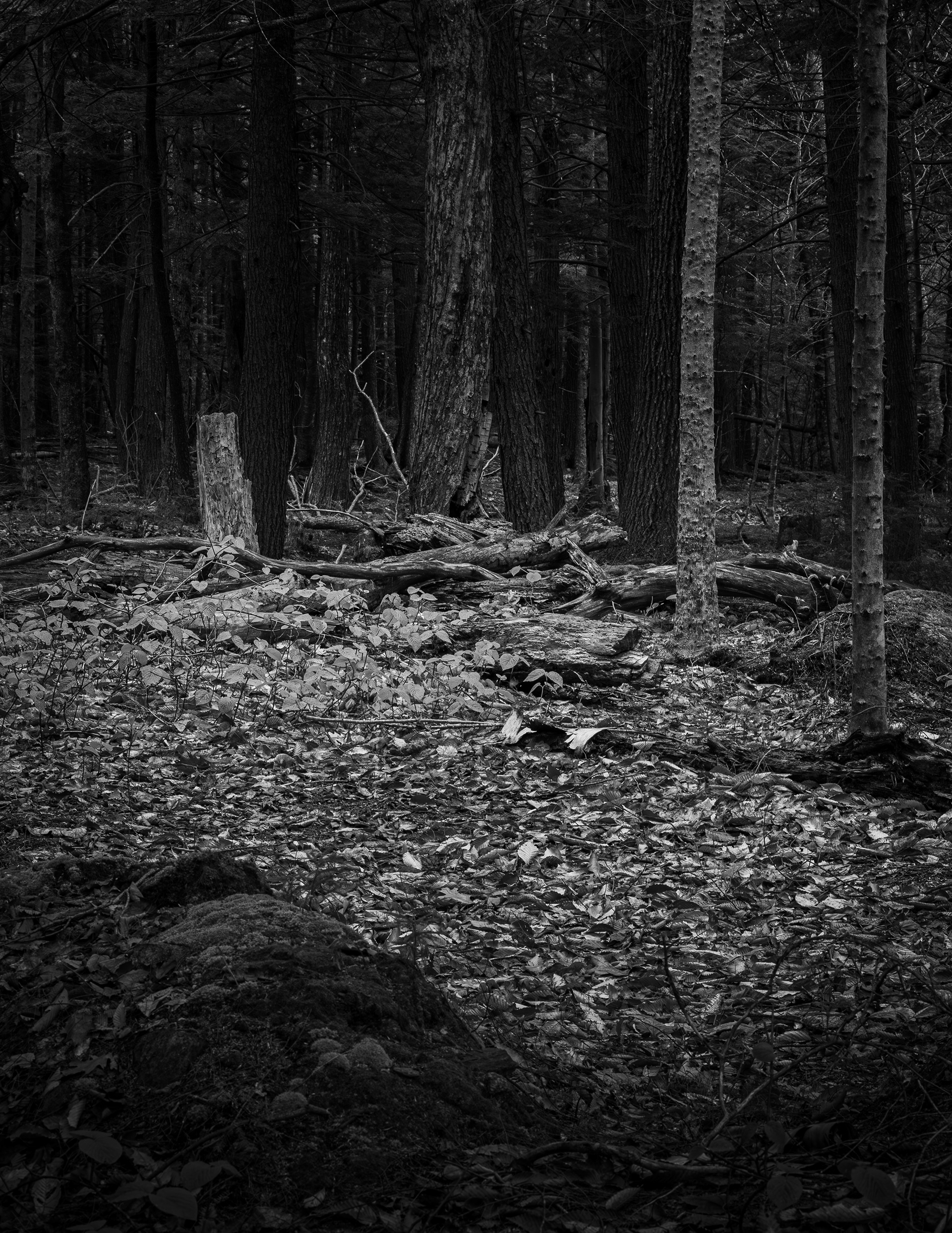 Woodlands in Black & White