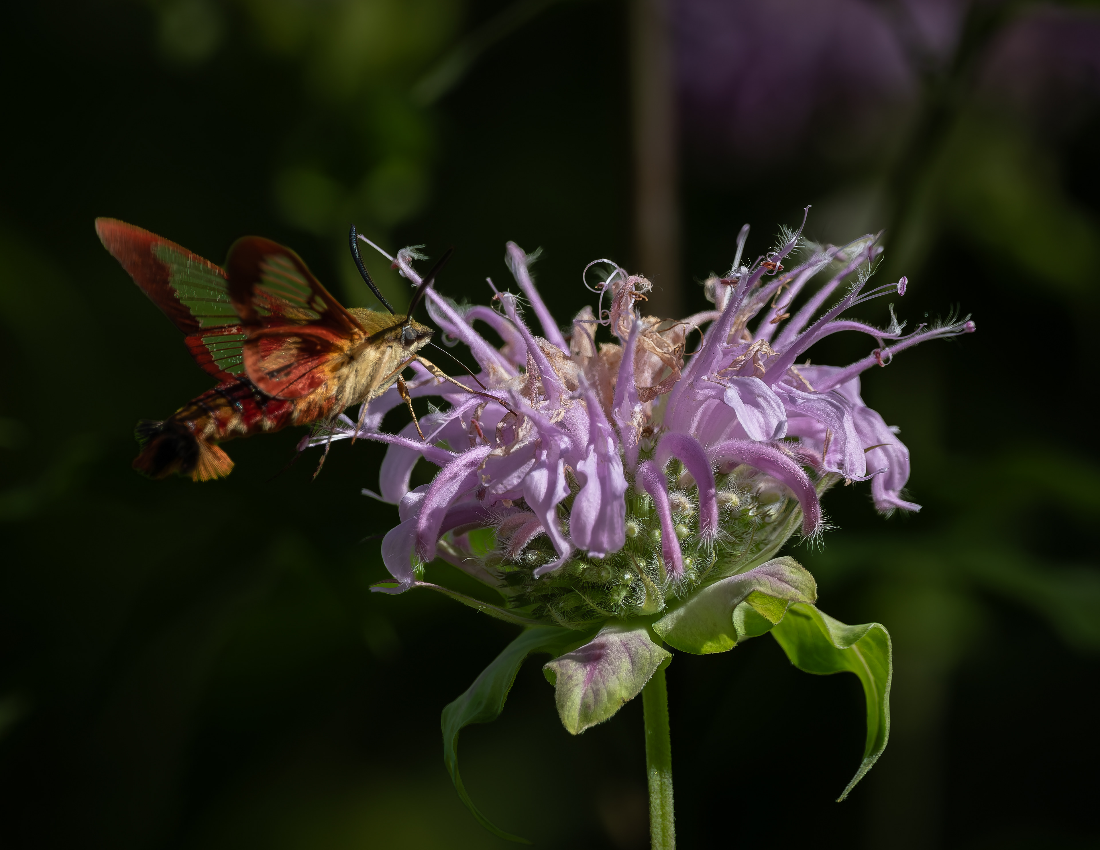 Hummingbird Moth No4