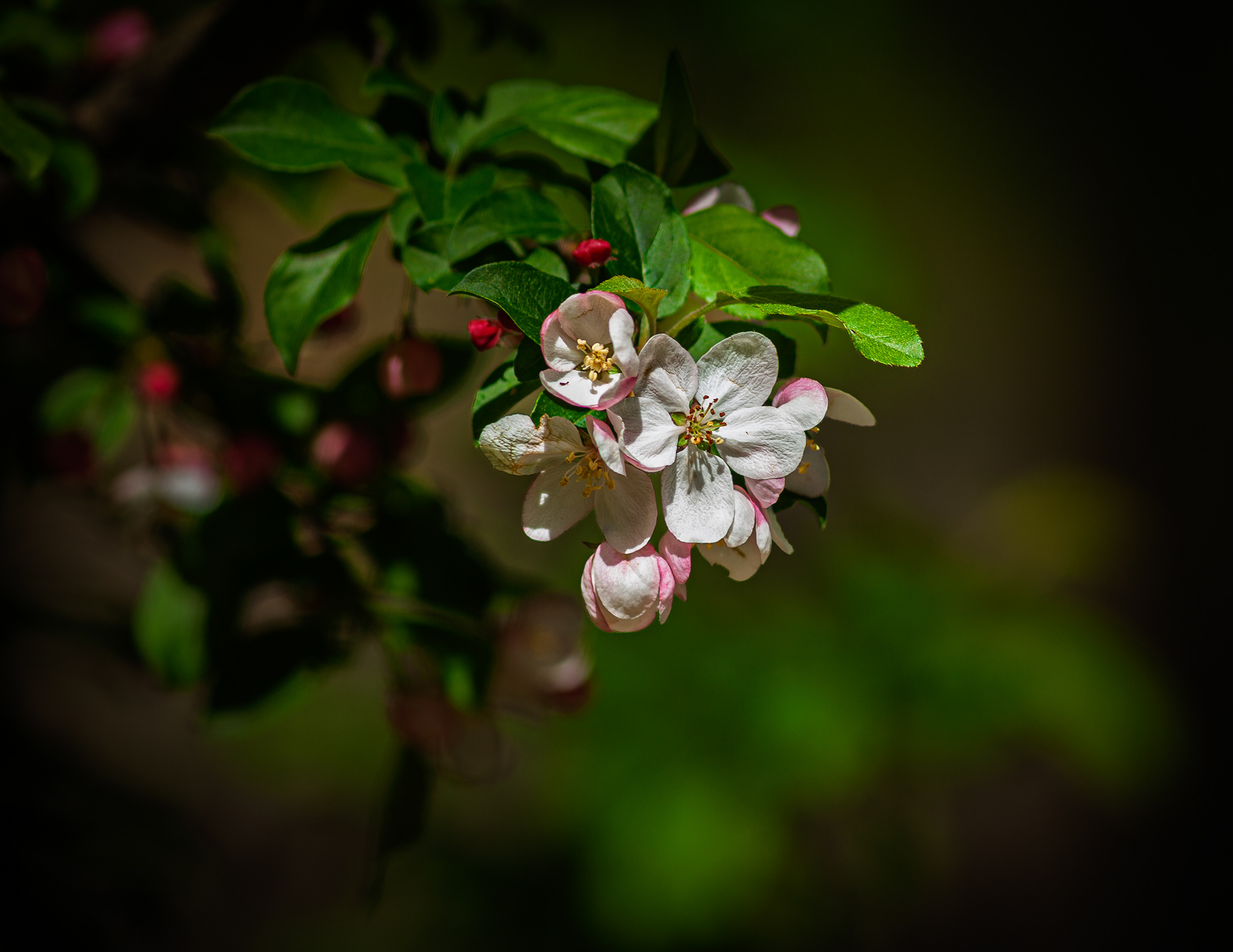 Apple Blossom